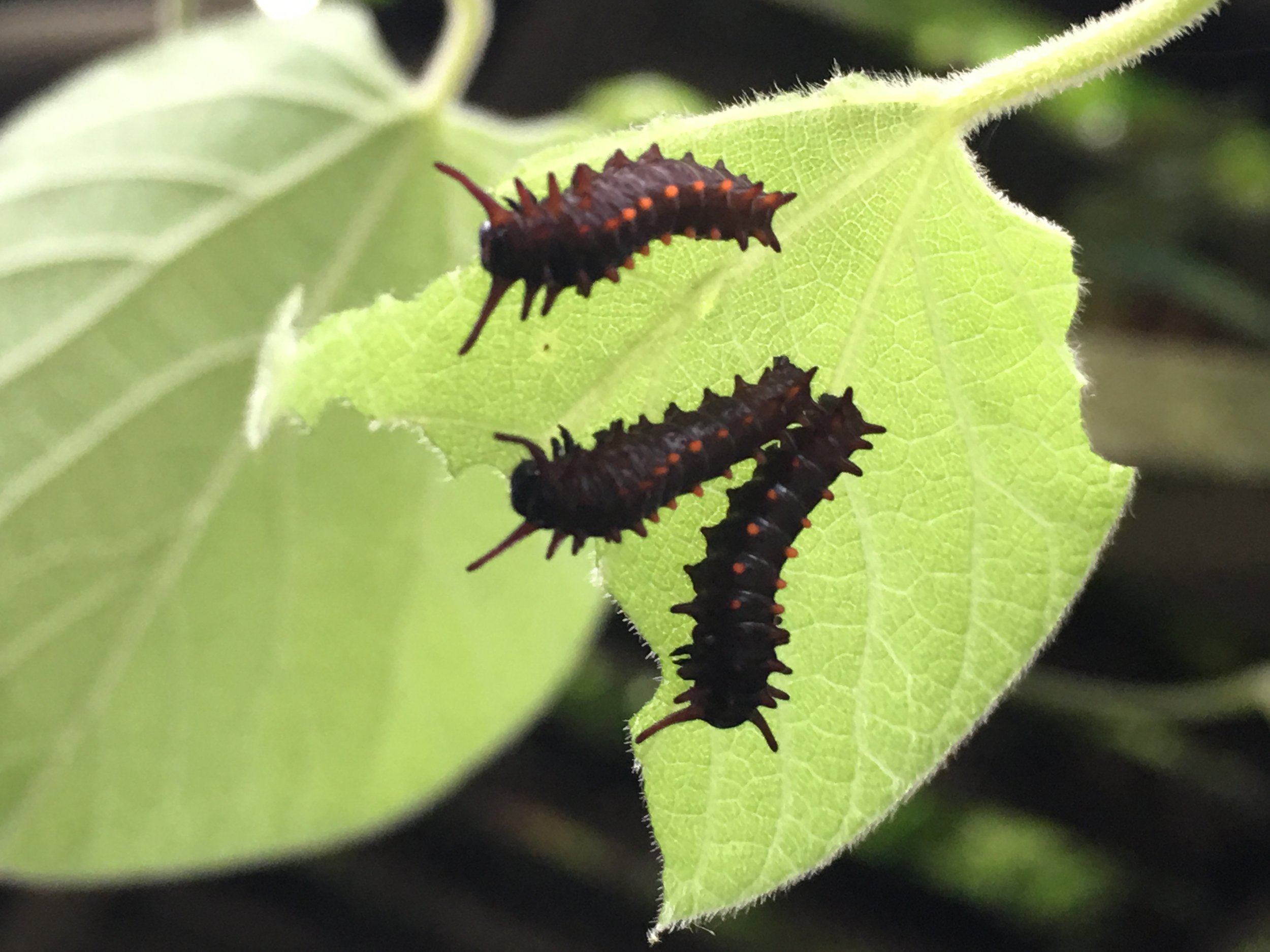 Caterpillar Hunting Season Is Officially Open!