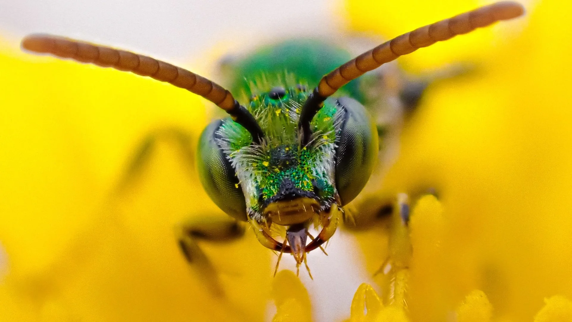 Insect Pollinators of the Blue Ridge