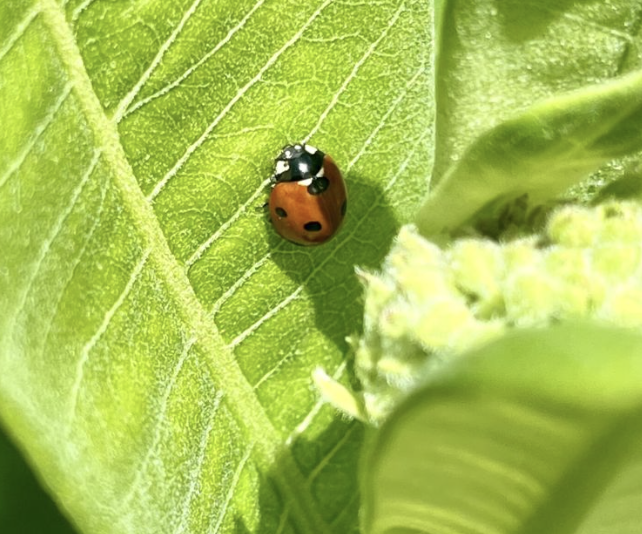 Great Southeast Pollinator Census at WNC Nature Center