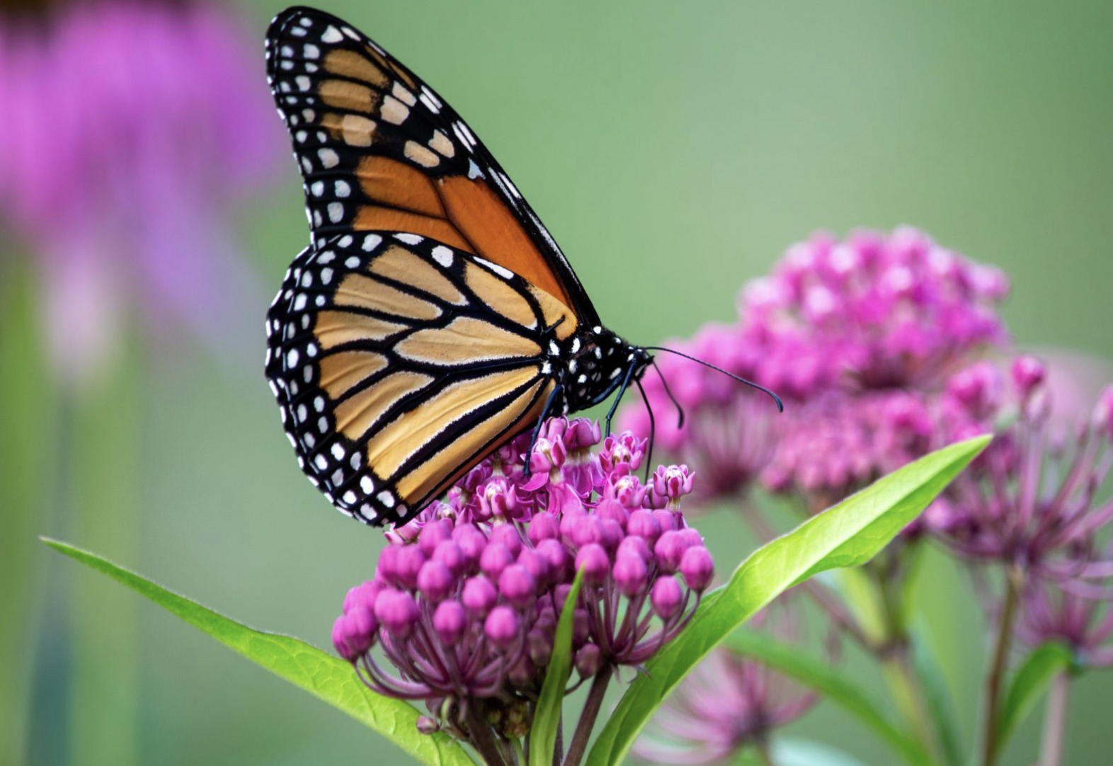 Lunch &amp; Learn: Monarch Monitoring Community Science Project at the NC Arboretum