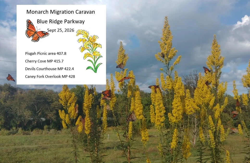 Monarch Peak Migration Viewing 1