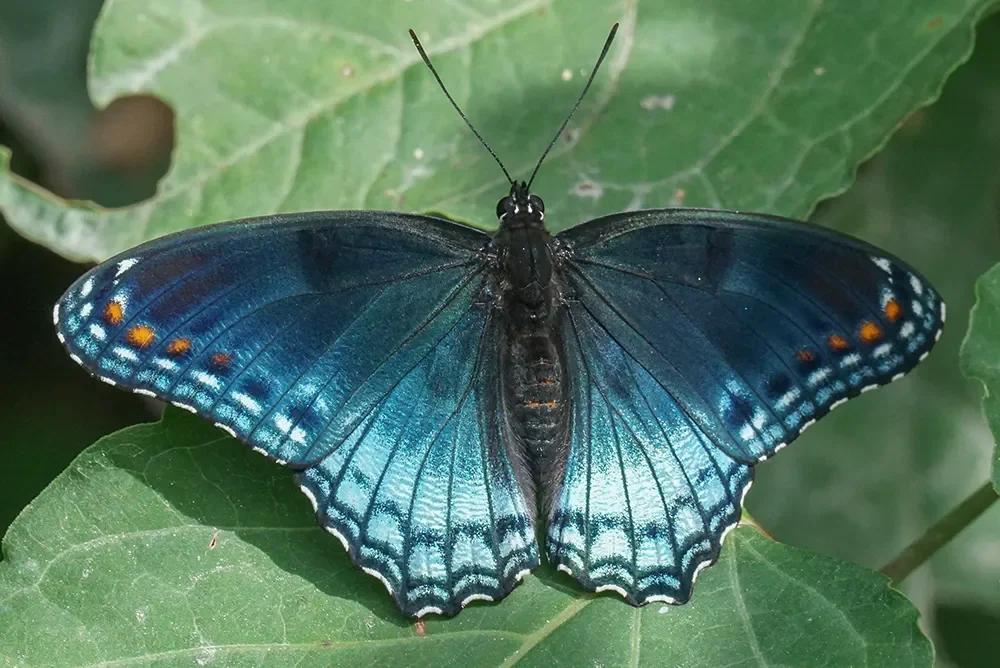 Red-Spotted Purple