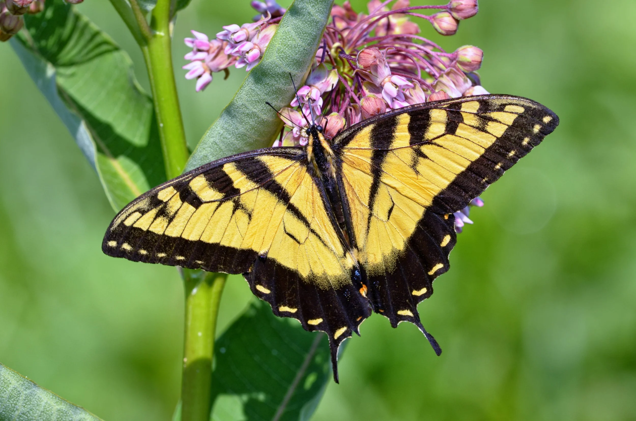 All About Butterflies &amp; Moths with Sharon Mammoser