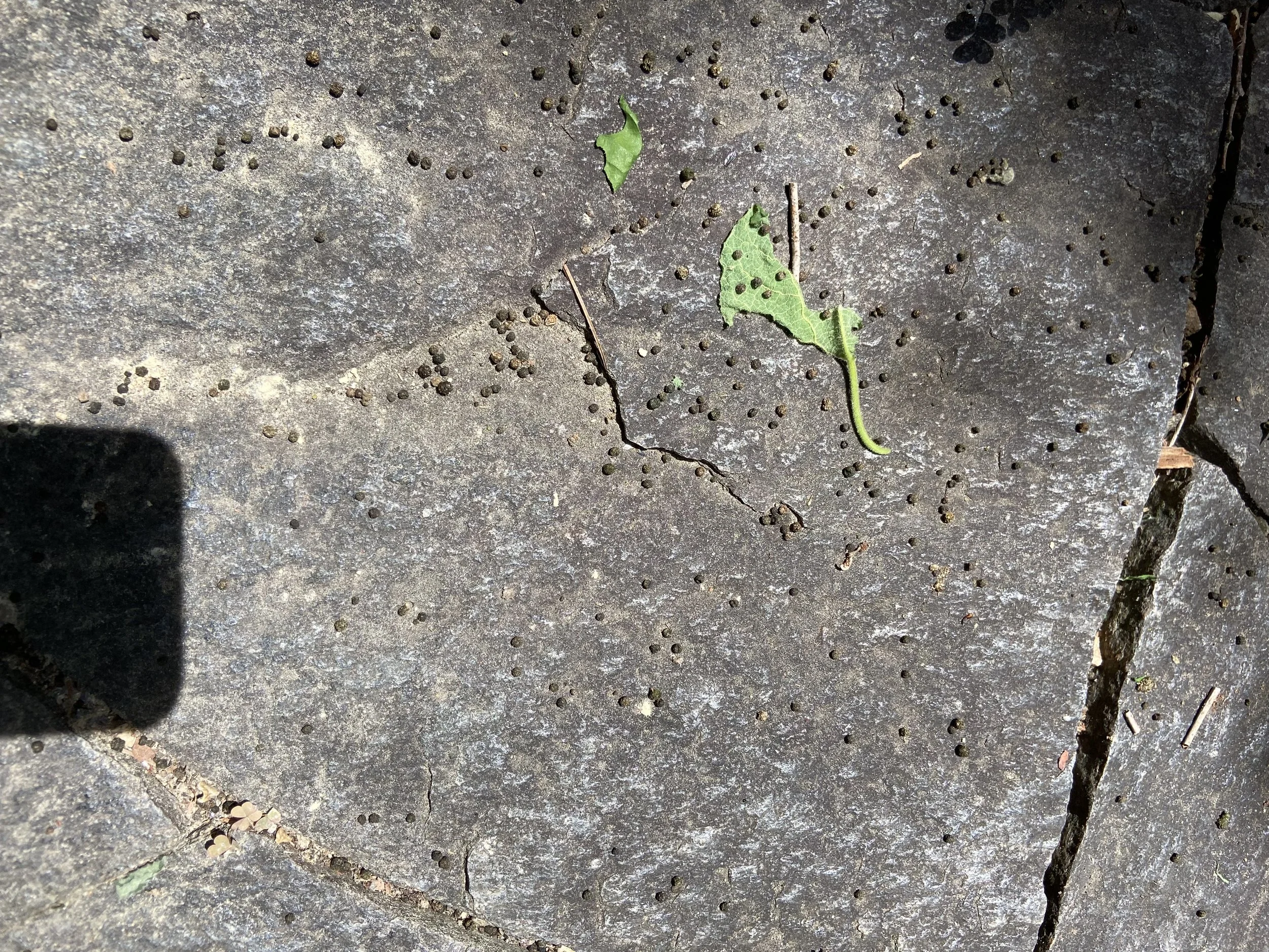 Photo: Phyllis Stiles