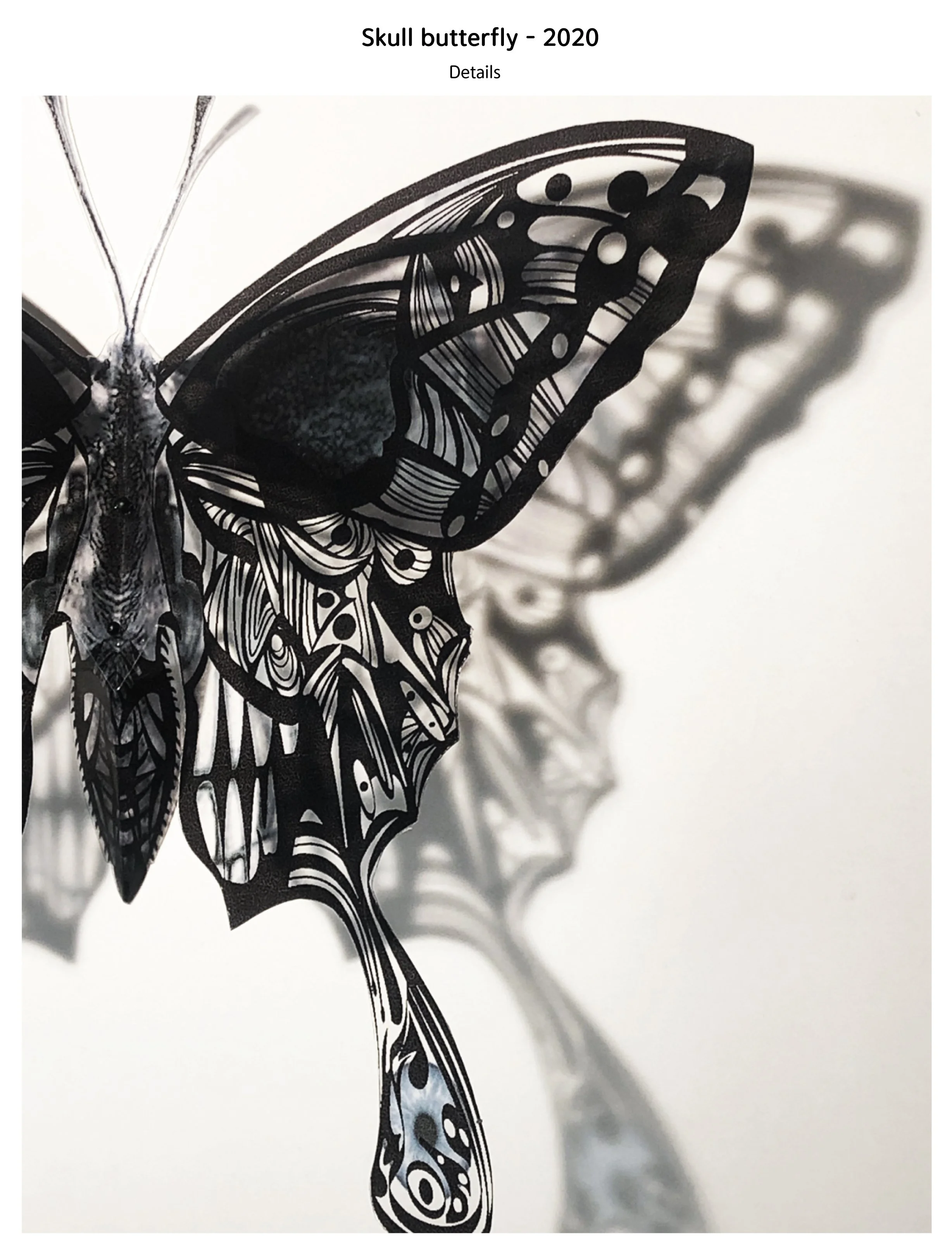 10butterfly-PF-2.16.24.jpg
