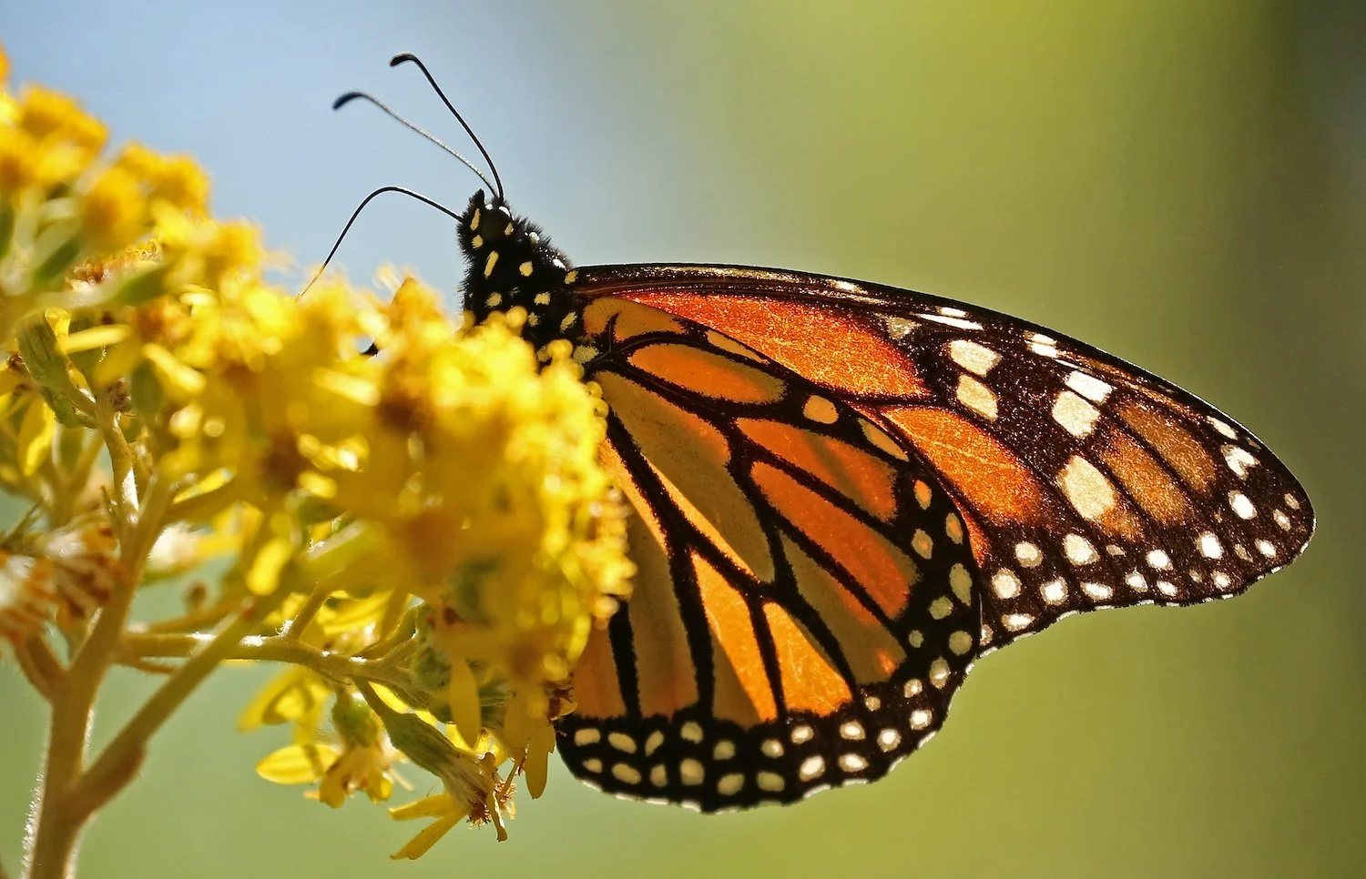 Mexico-monarchs-.jpg