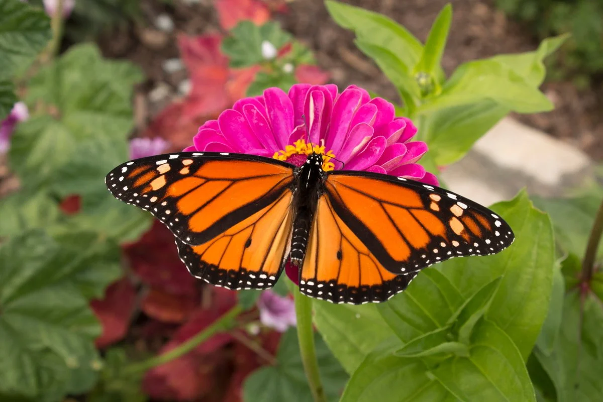Monarch-Butterfly-on-Flower-NBS-1.jpg