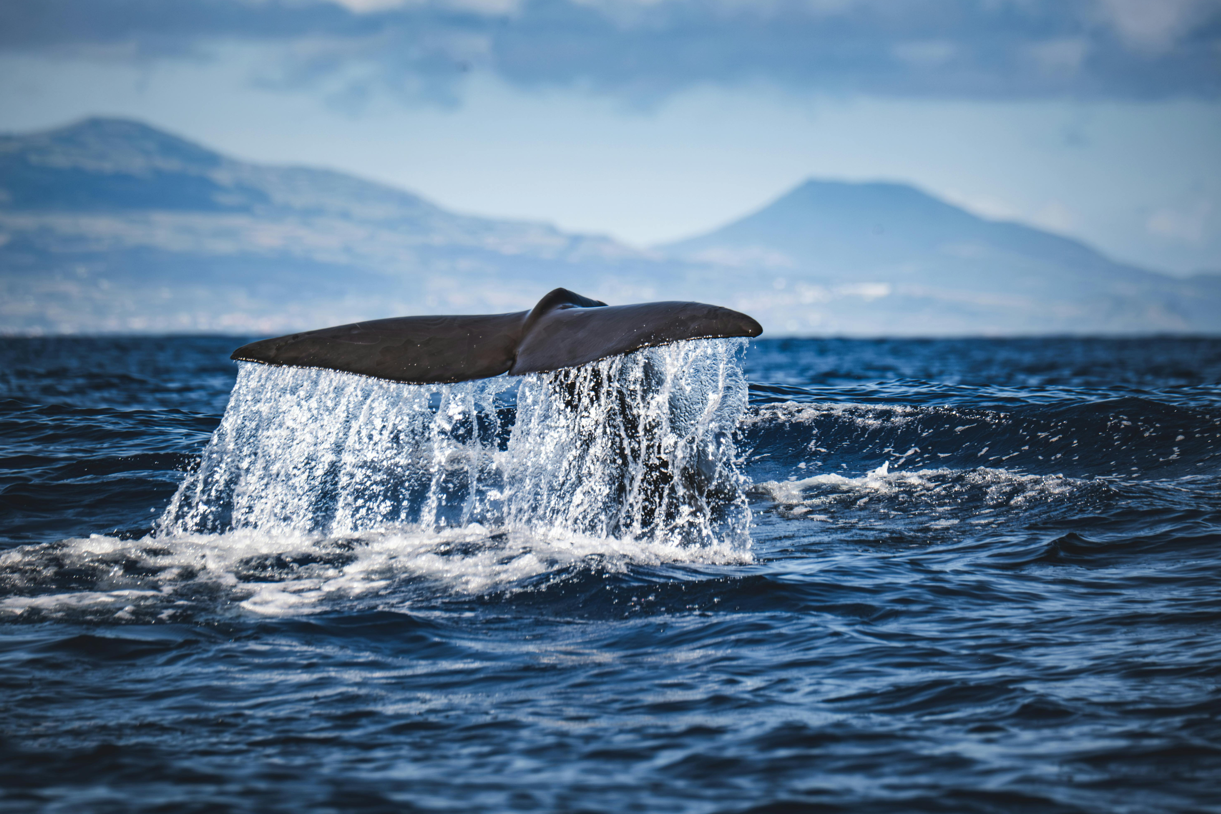 Maritime Industry Successfully Protects Whales Through Voluntary Partnerships