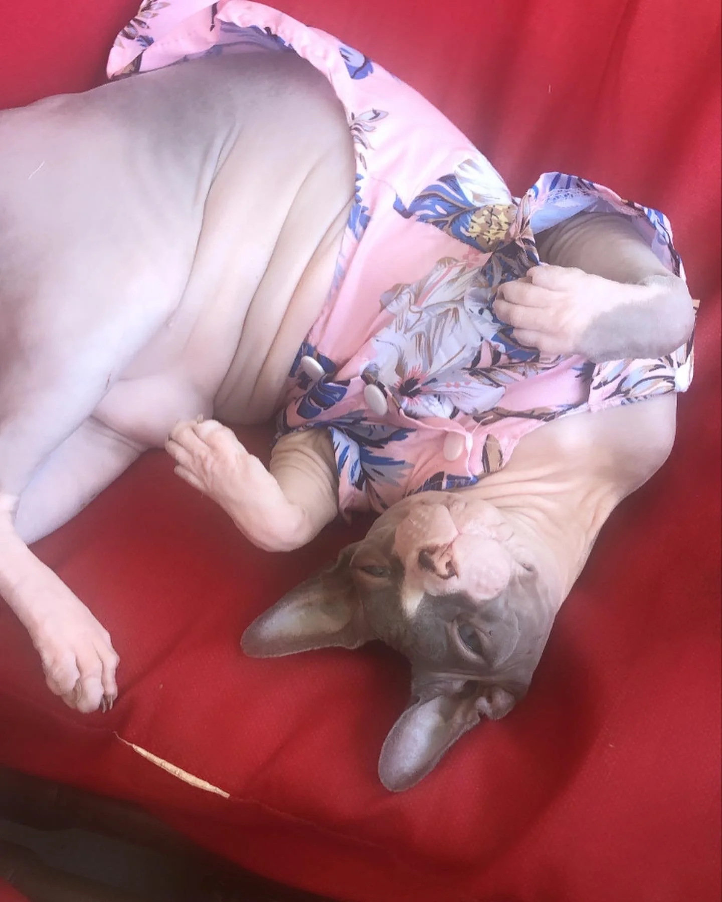 Soul Pets, Sacred Bonds: What Our Animal Companions Teach Us About Love, Grief, and Coming Home to Ourselves