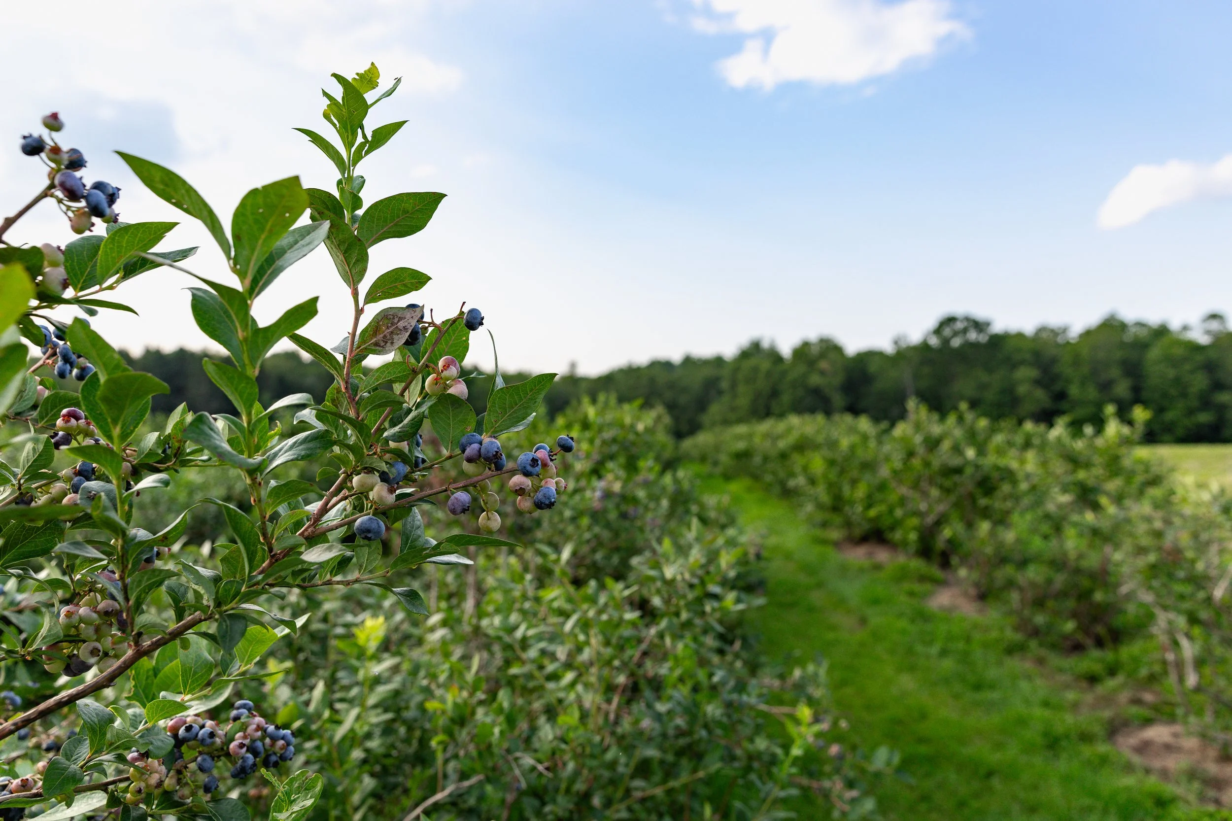 Castle Berries — Grown in Broome