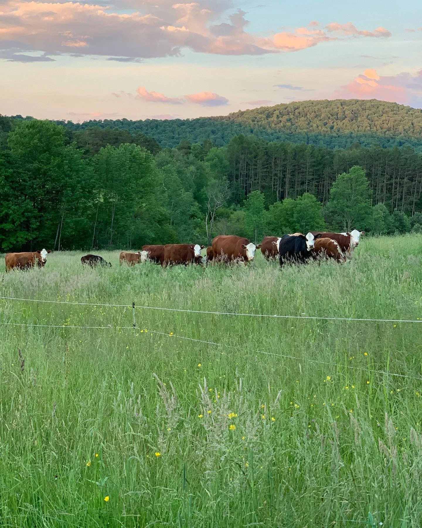 Lengel Farms