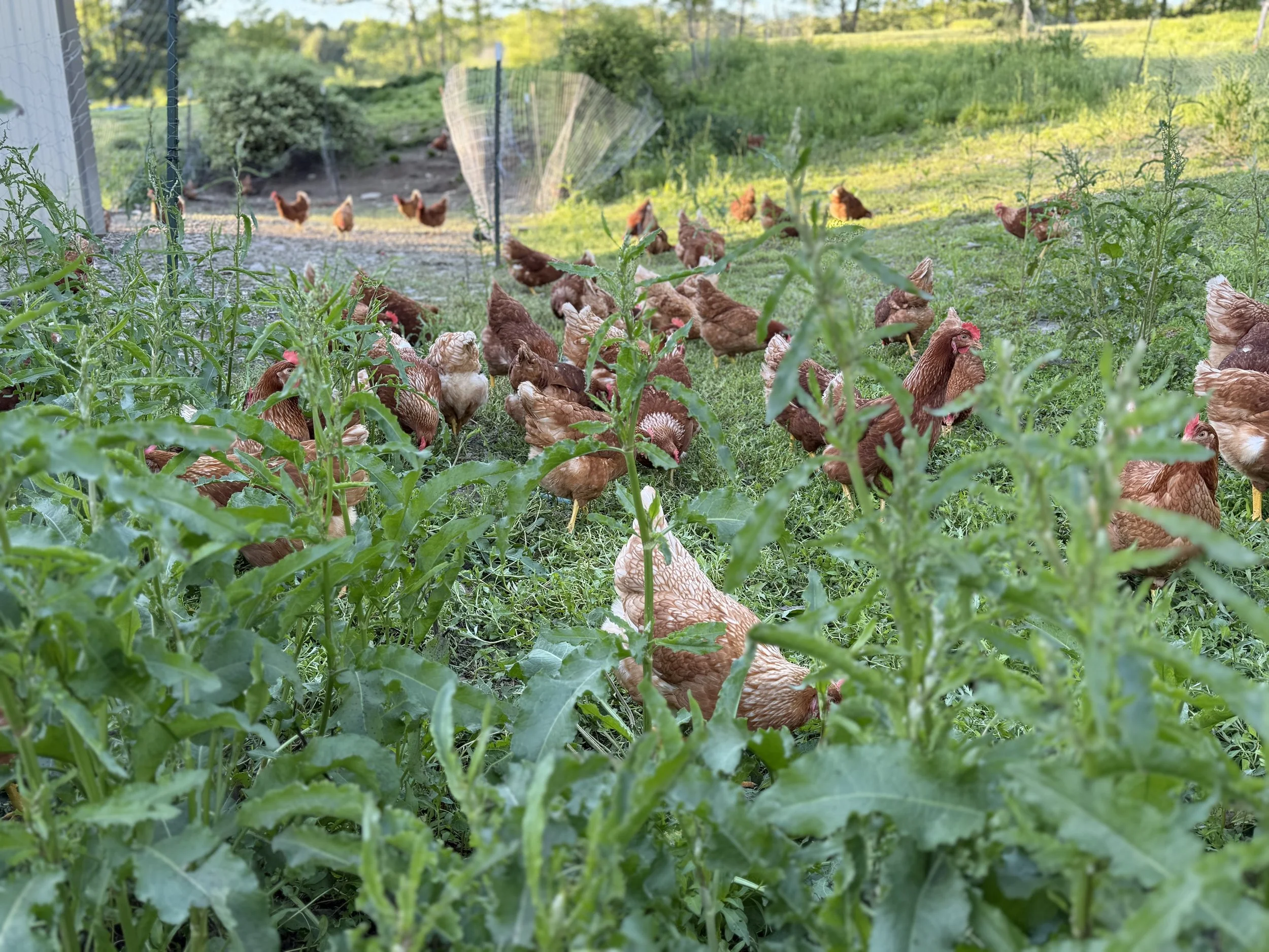 Triple J Farm