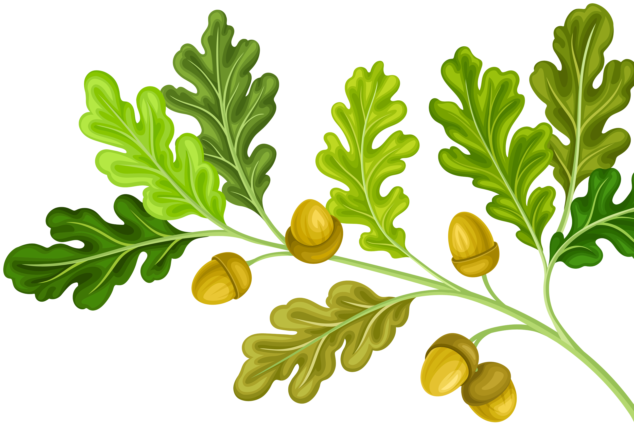 Oak Tree Branch_Jacqueline Perlmutter Existential Guide Bay Area