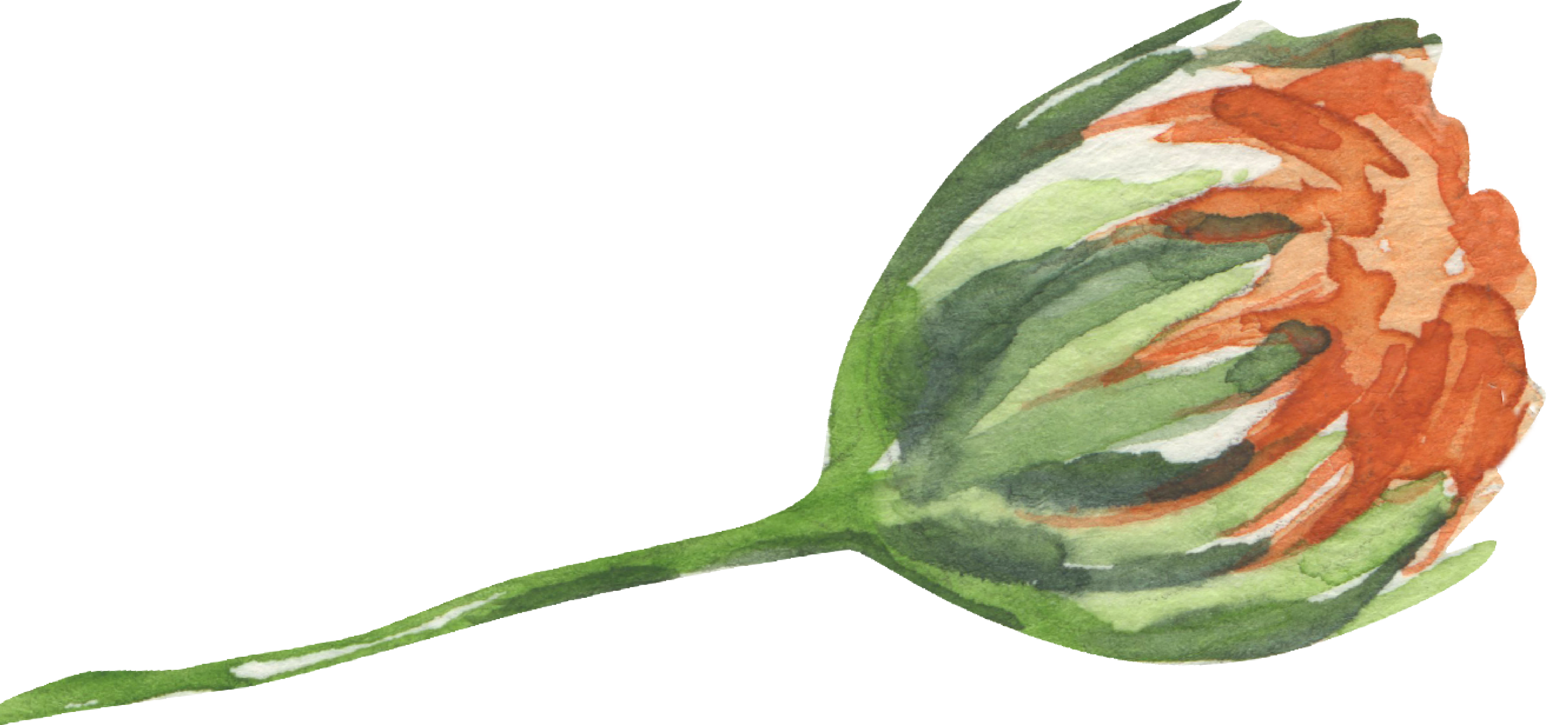 Blooming Poppy_Jacqueline Perlmutter Existential Guide Bay Area