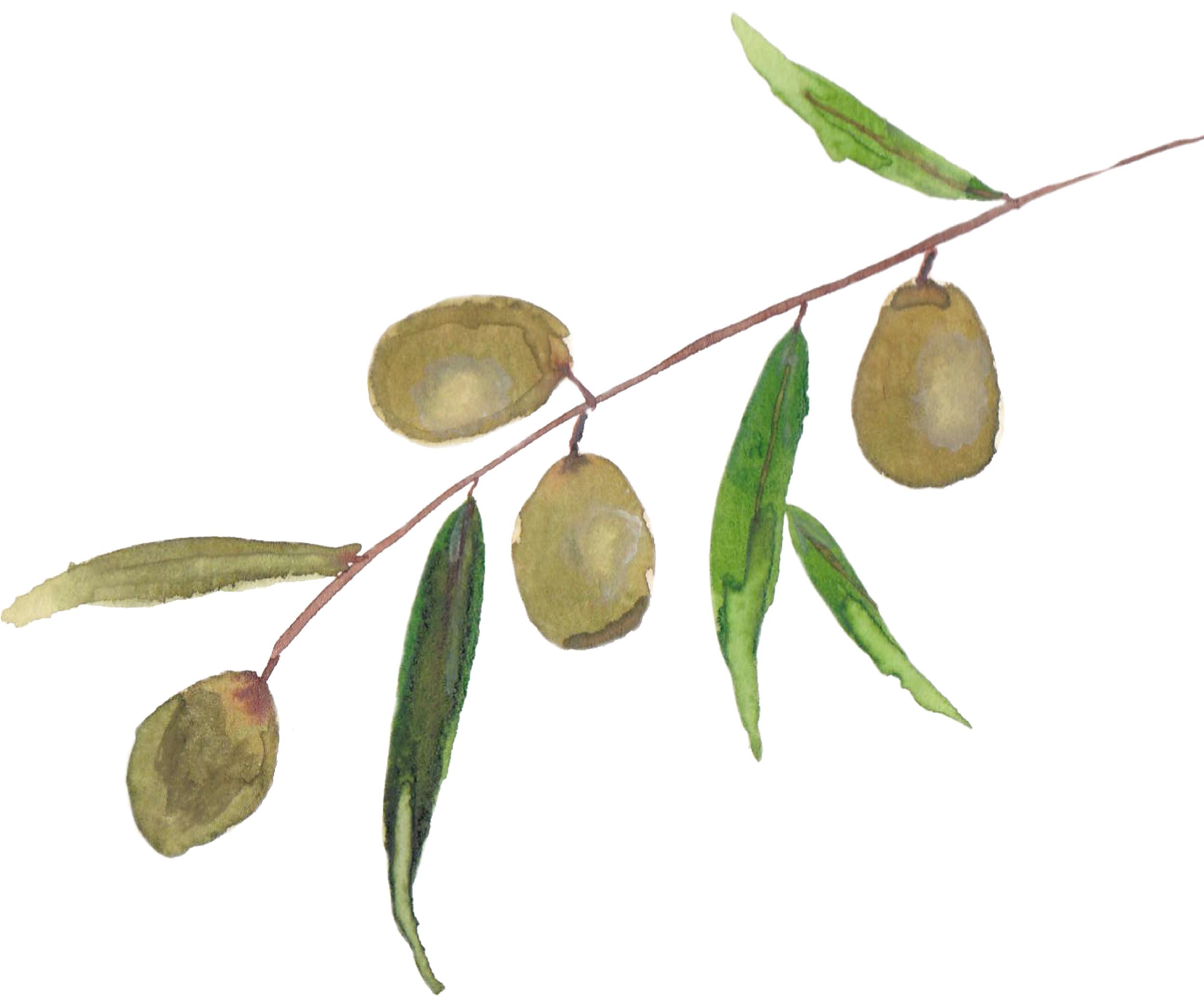 Olive branch_Jacqueline Perlmutter Existential Guide Bay Area .png