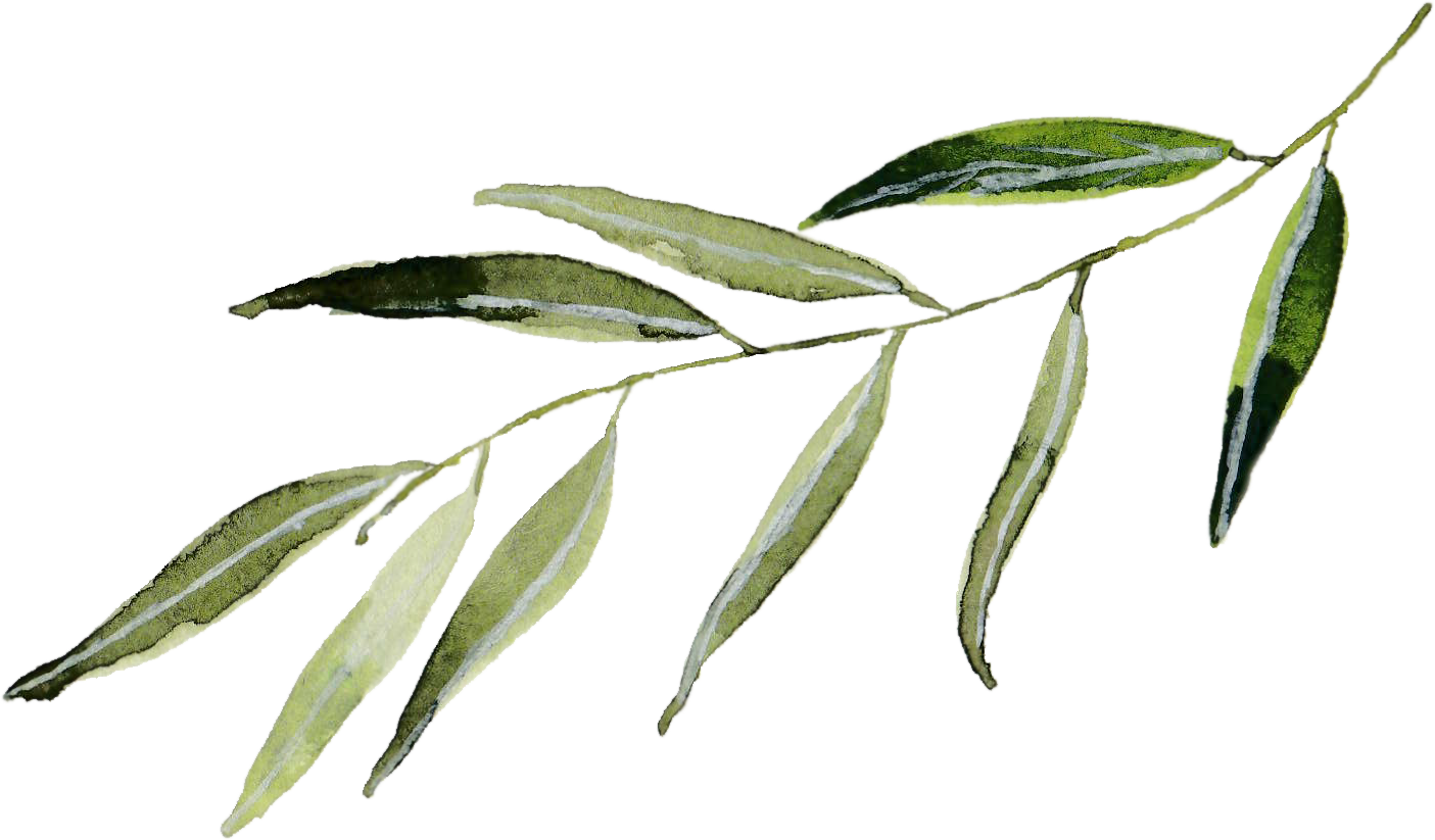 Olive Tree_Jacqueline Perlmutter Existential Guide Bay Area