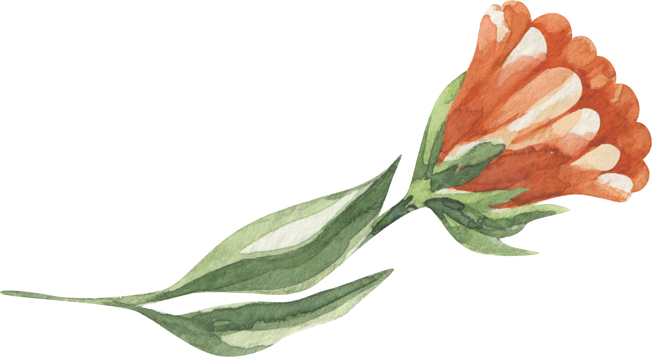 Poppy Blooming_Jacqueline Perlmutter Existential Guide Bay Area