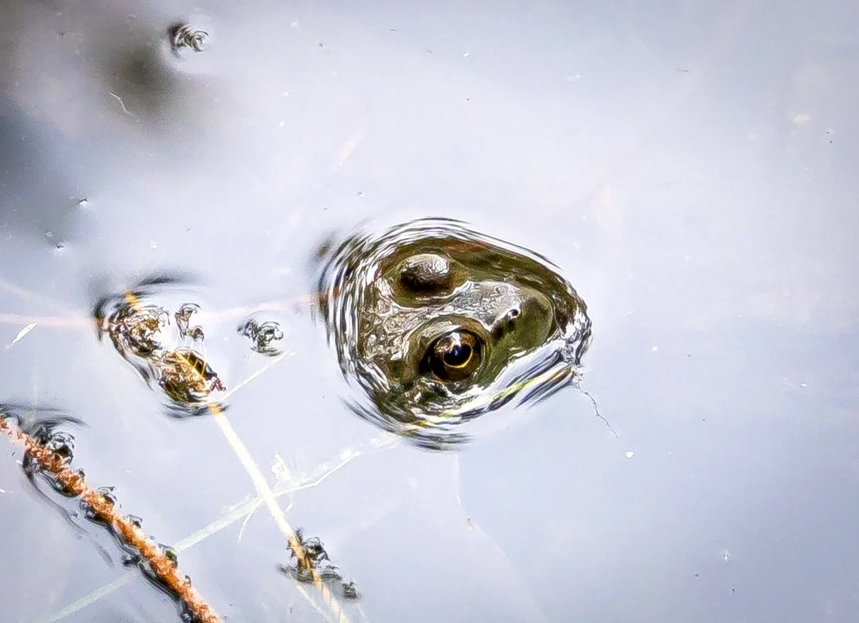 Frog eyes above water.jpg