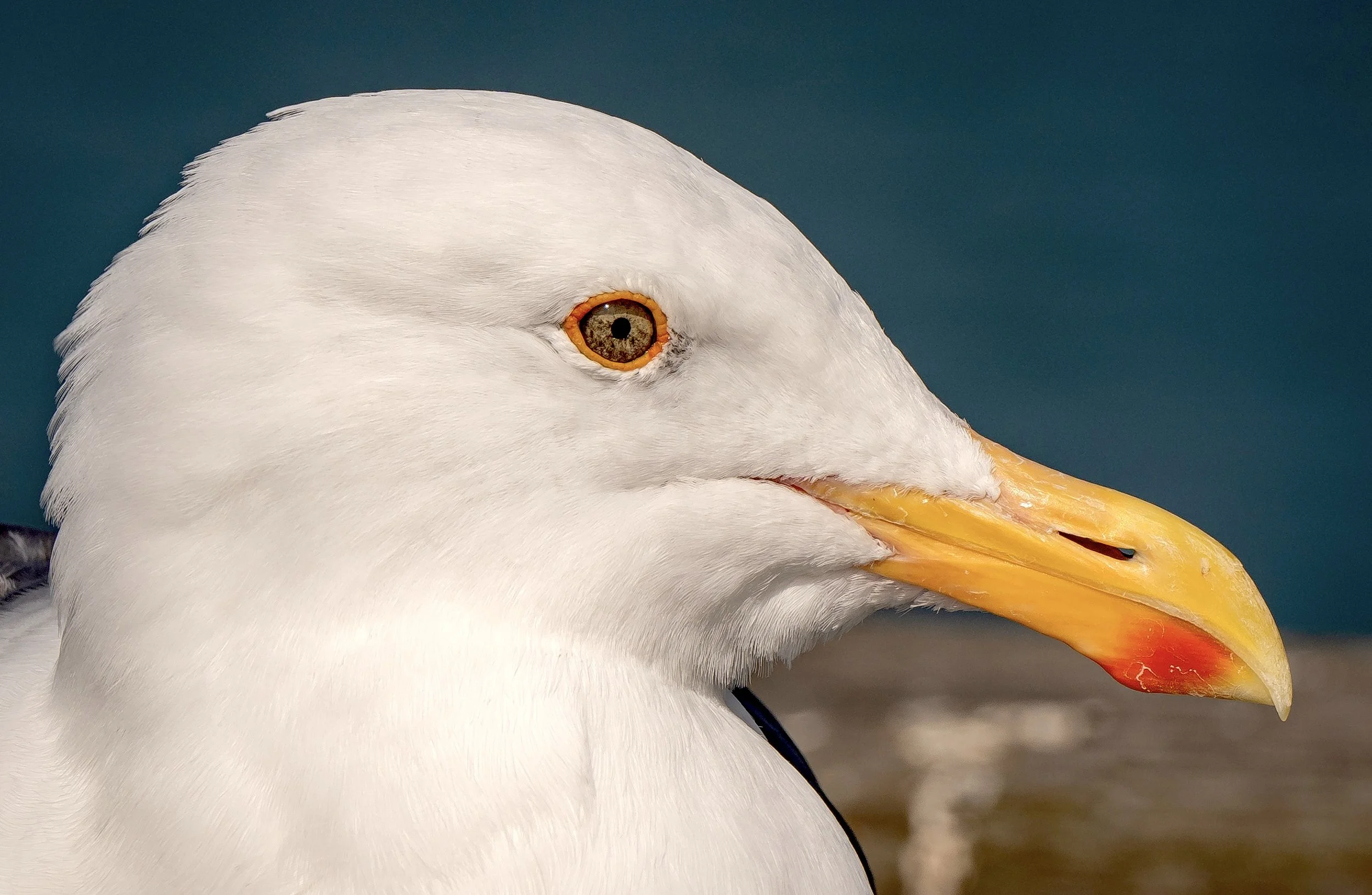 Seagull profile closeup.jpg