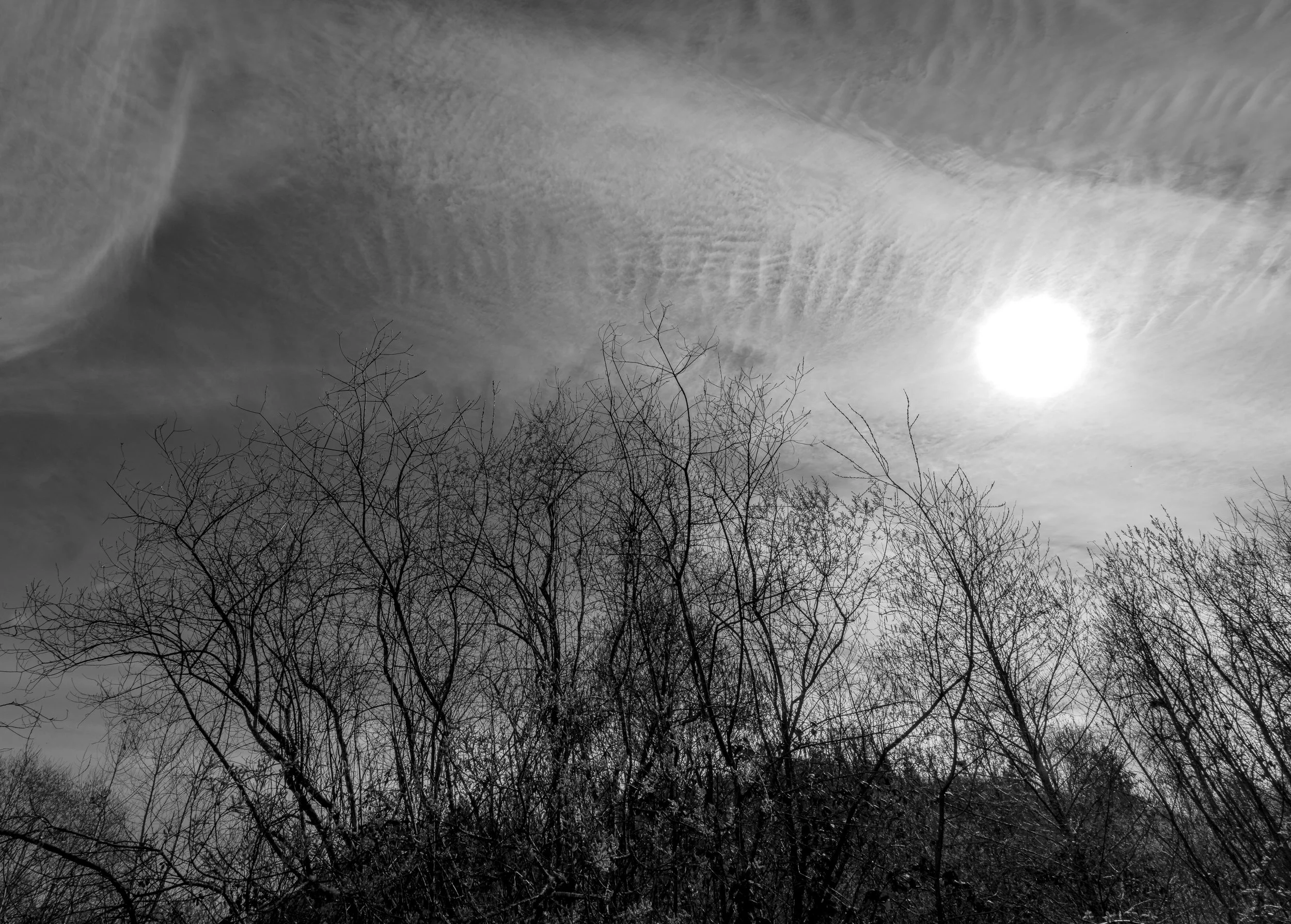 Trees up against sky and sun wide bnw.jpg