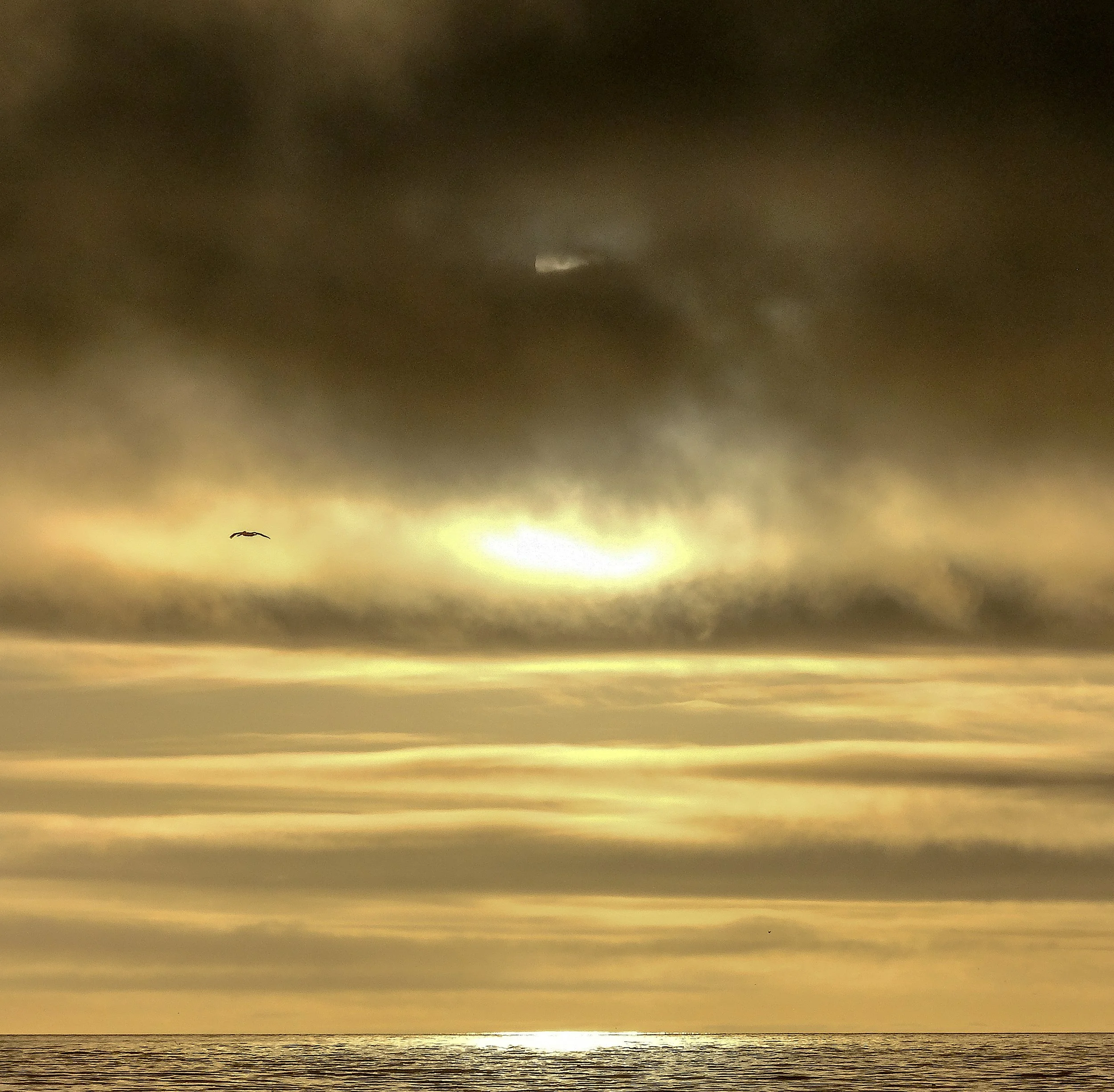 Sun in cloud and seagull.jpg