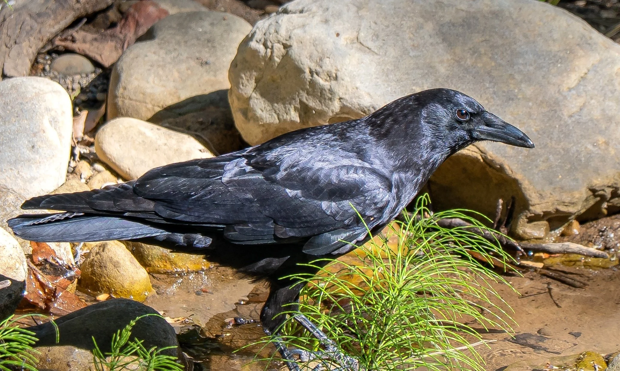 Crow profile in creek color.jpg