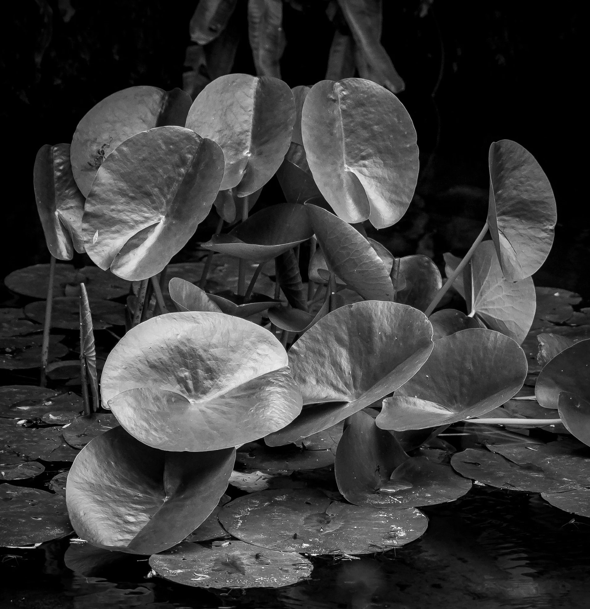 Lily pad upright leaves bnw.jpg