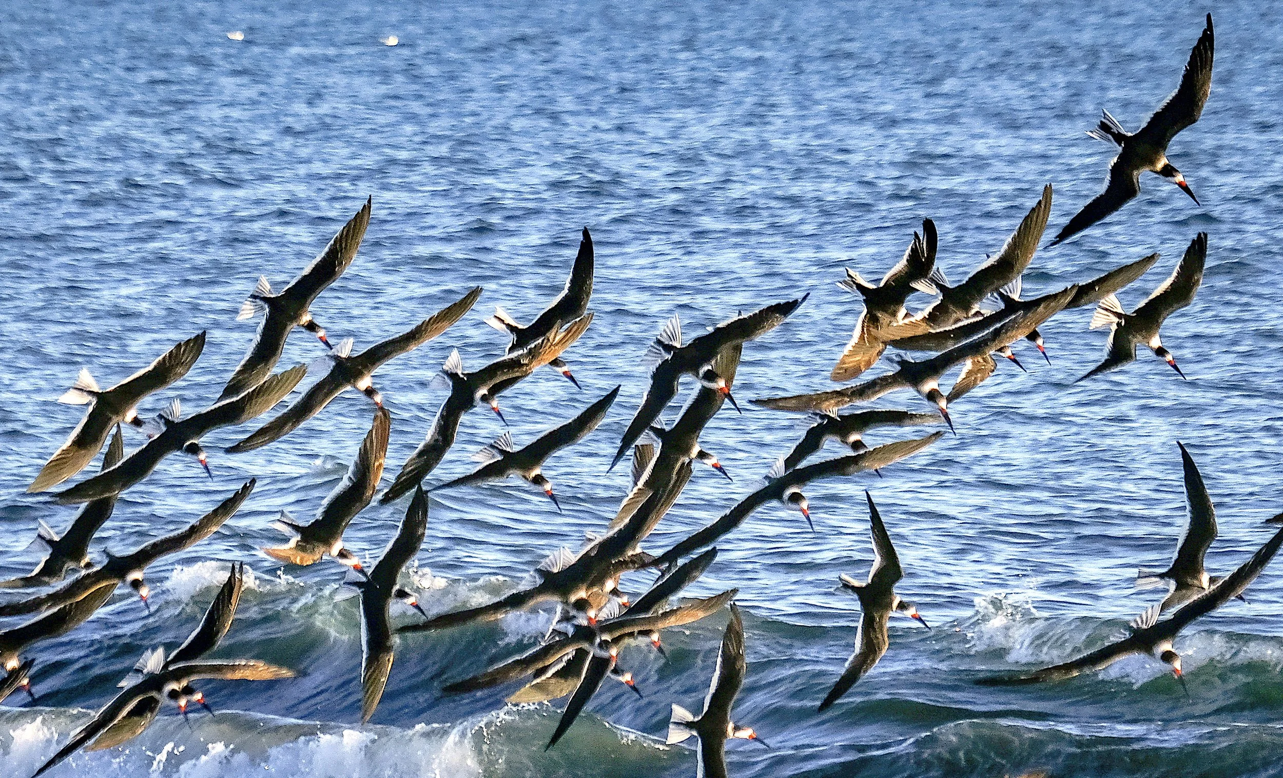 Bird flock downward turn.jpg