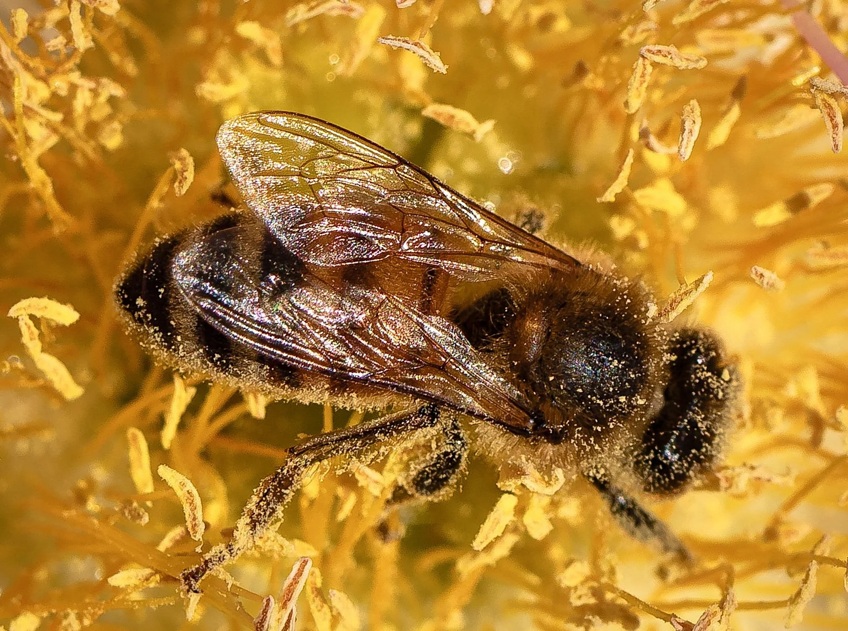 Bee covered in pollen.jpg