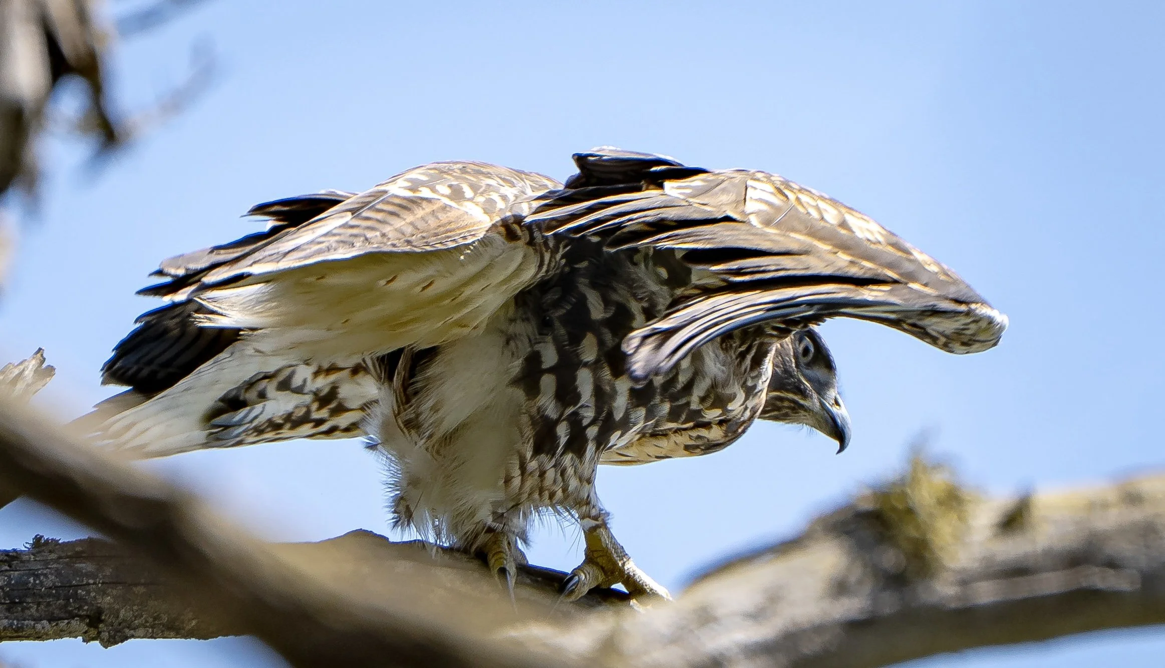 Hawk on branch ruffling wings.jpg