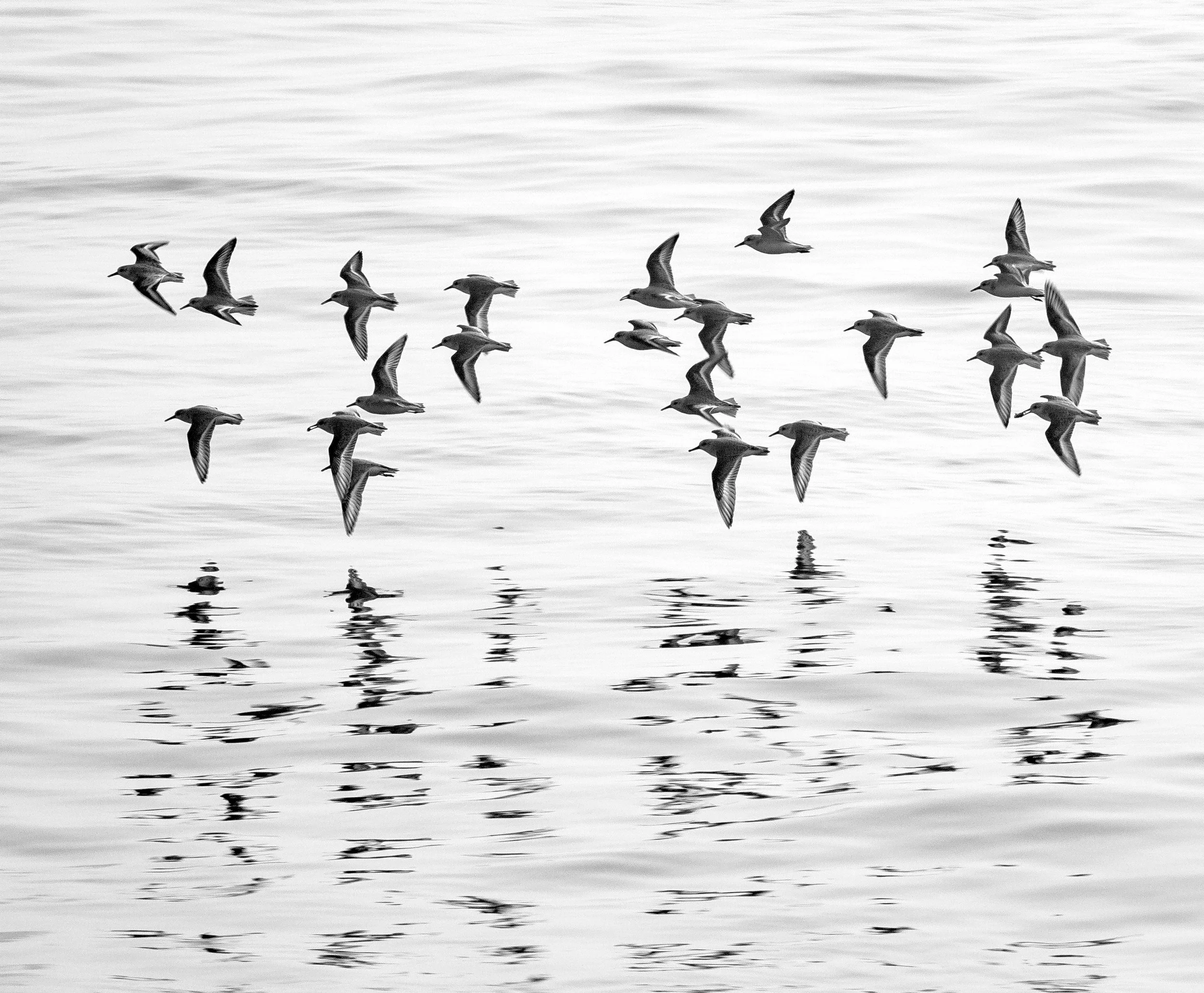 Shorebird flock and shadows on water.jpg