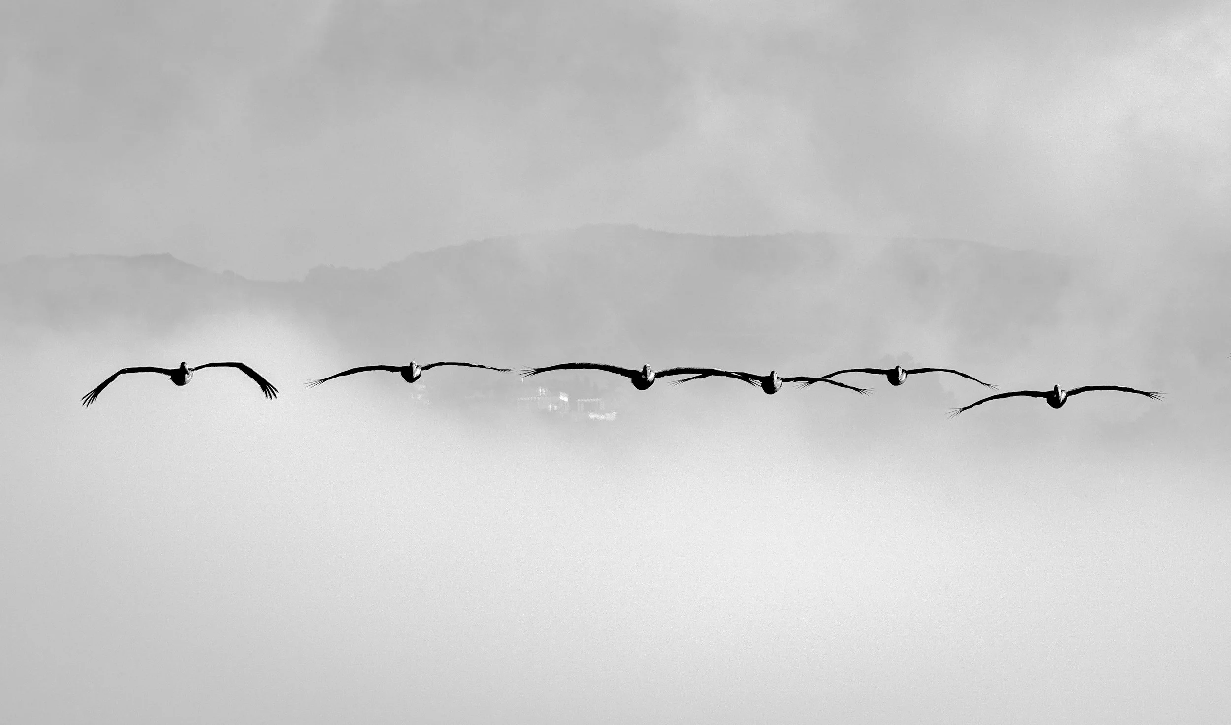 Pelican squadron head-on bnw.jpg