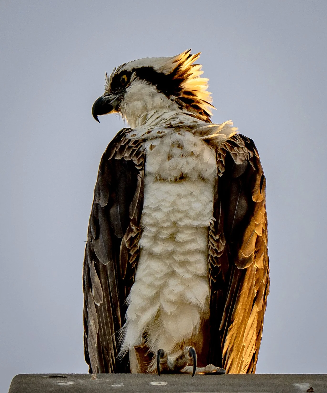 Raptor perched sidelit crop copy.jpg