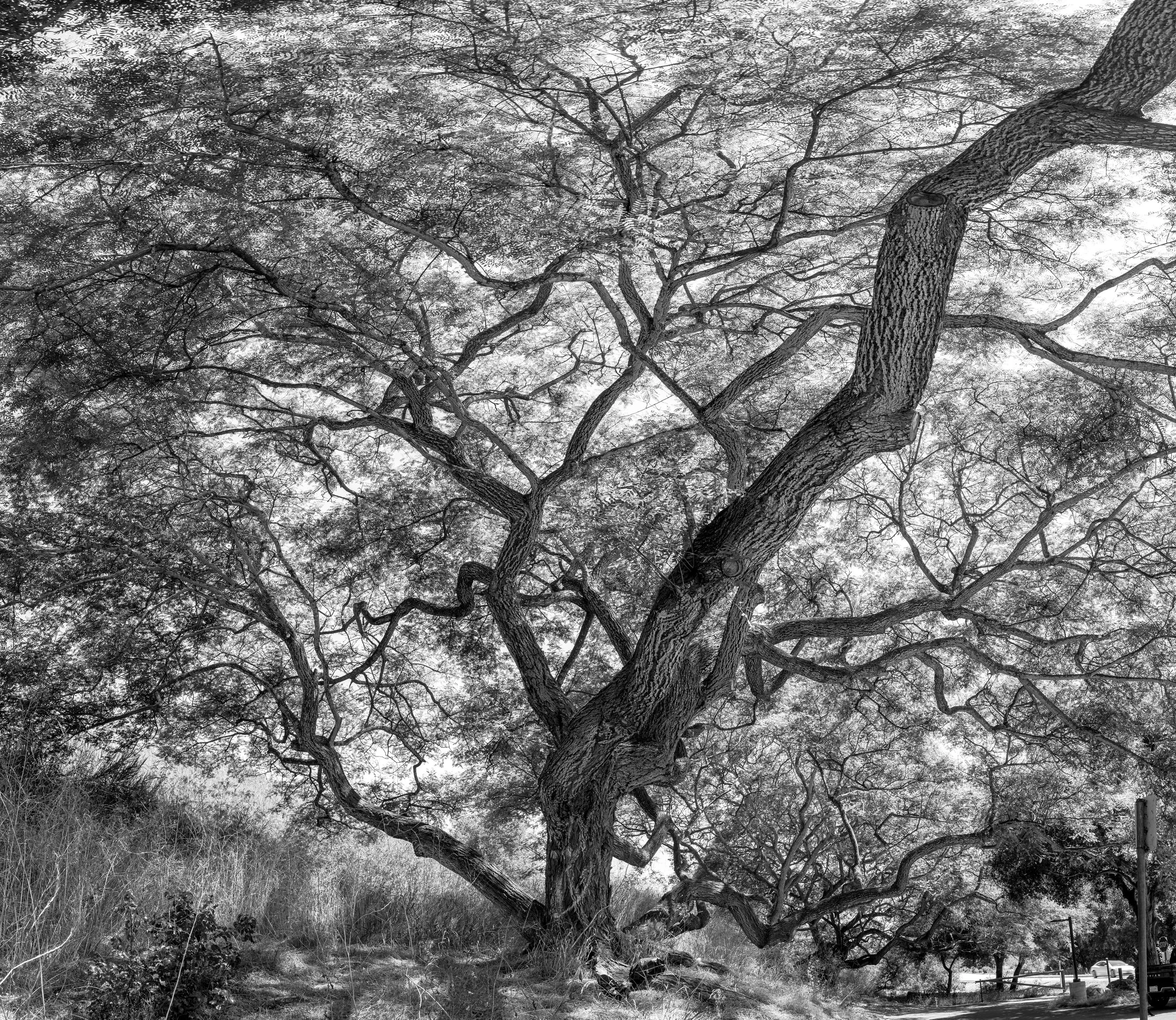 Elings tree pano square bnw.jpg