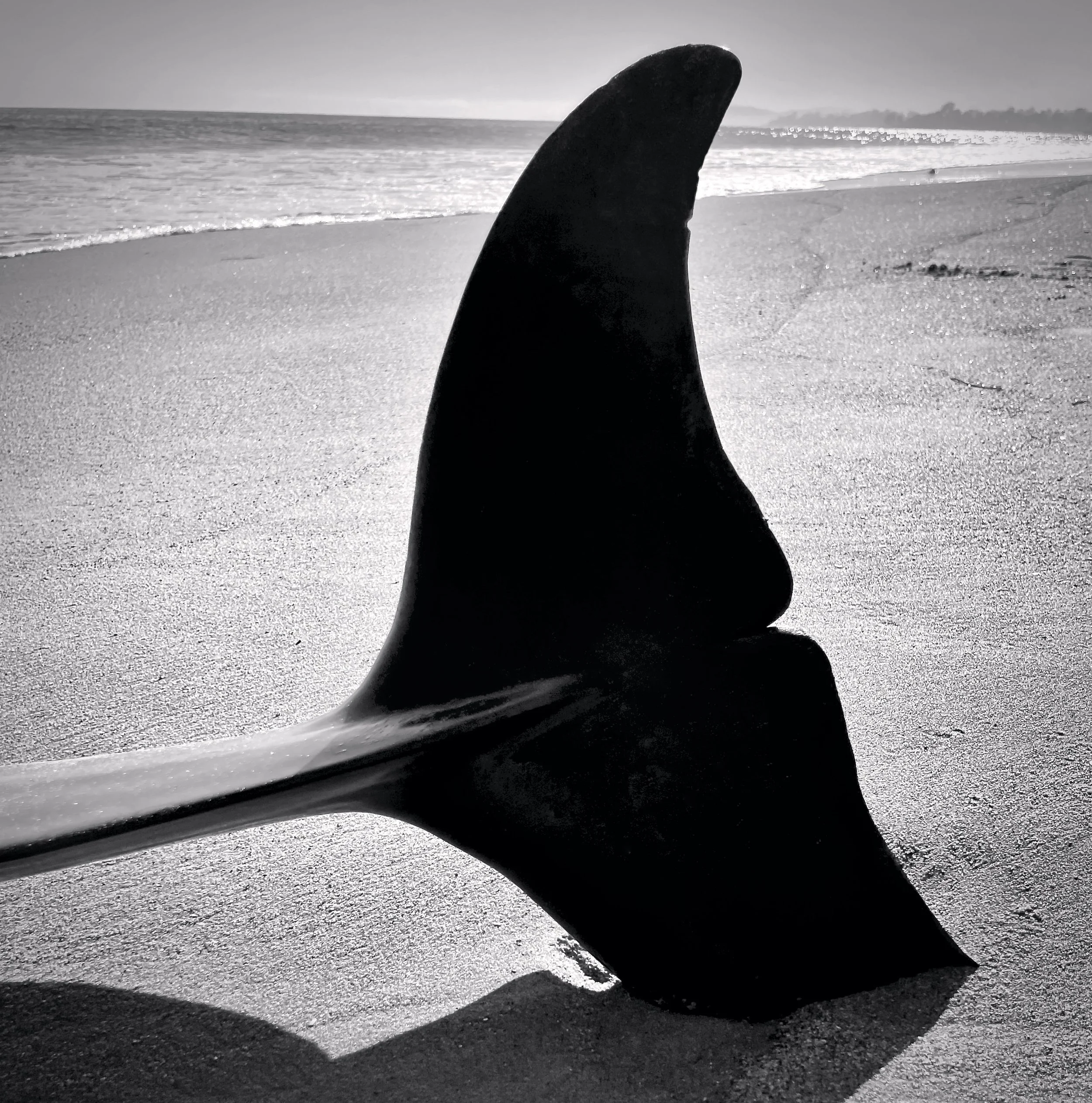 John Chilcott 4 Dolphin tail copy_MF Edit_v2.jpg