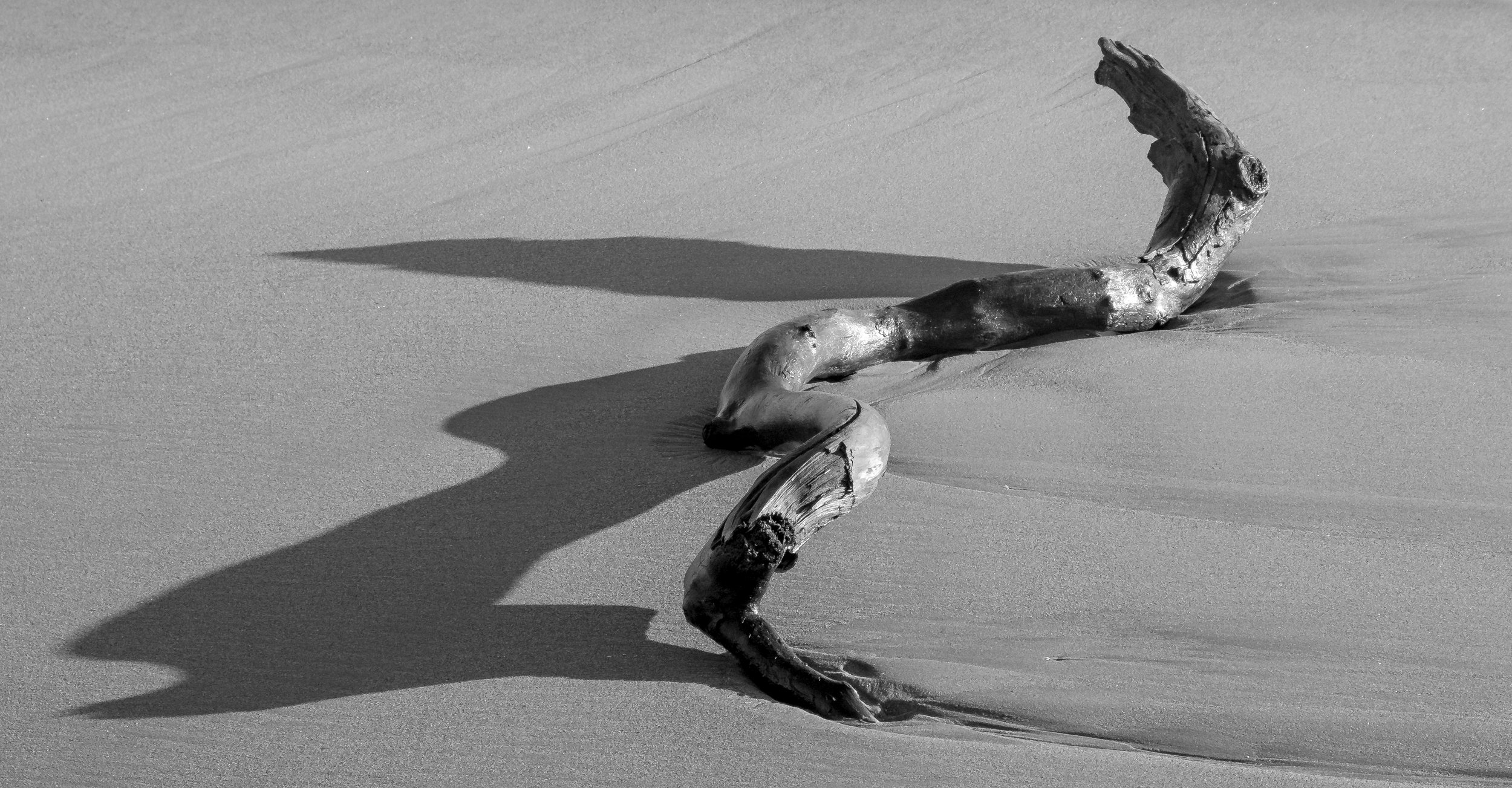 Driftwood and shadow copy.jpg