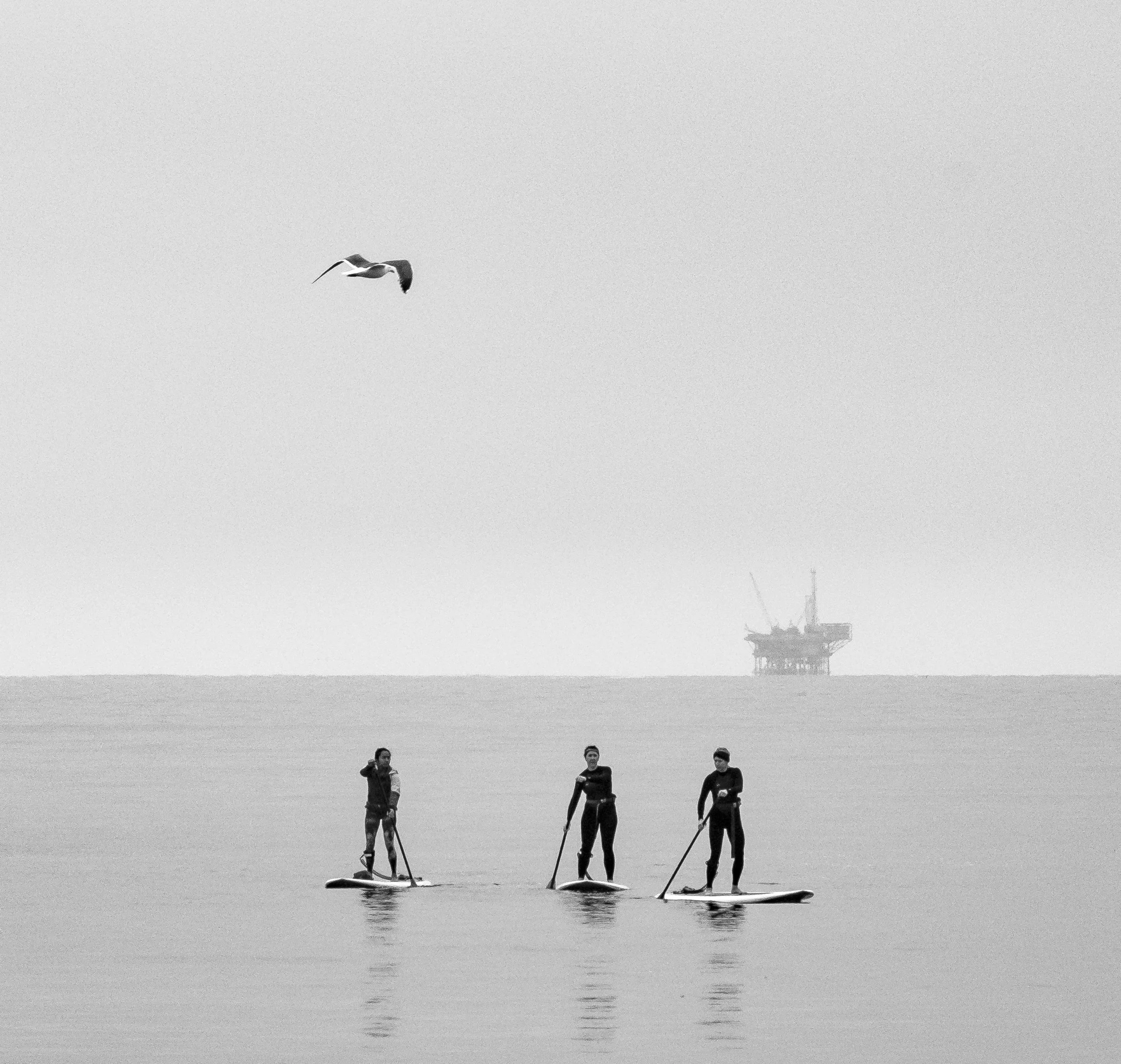 Paddleboarders and seagull.jpg
