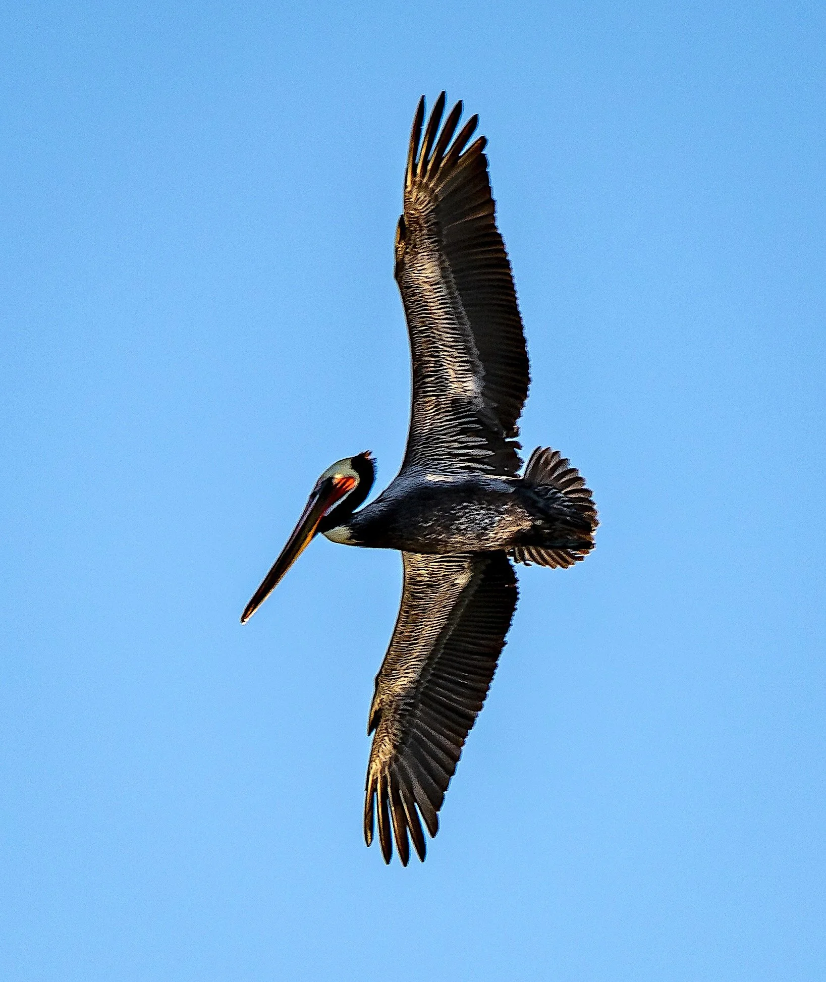 Pelican overhead.jpg