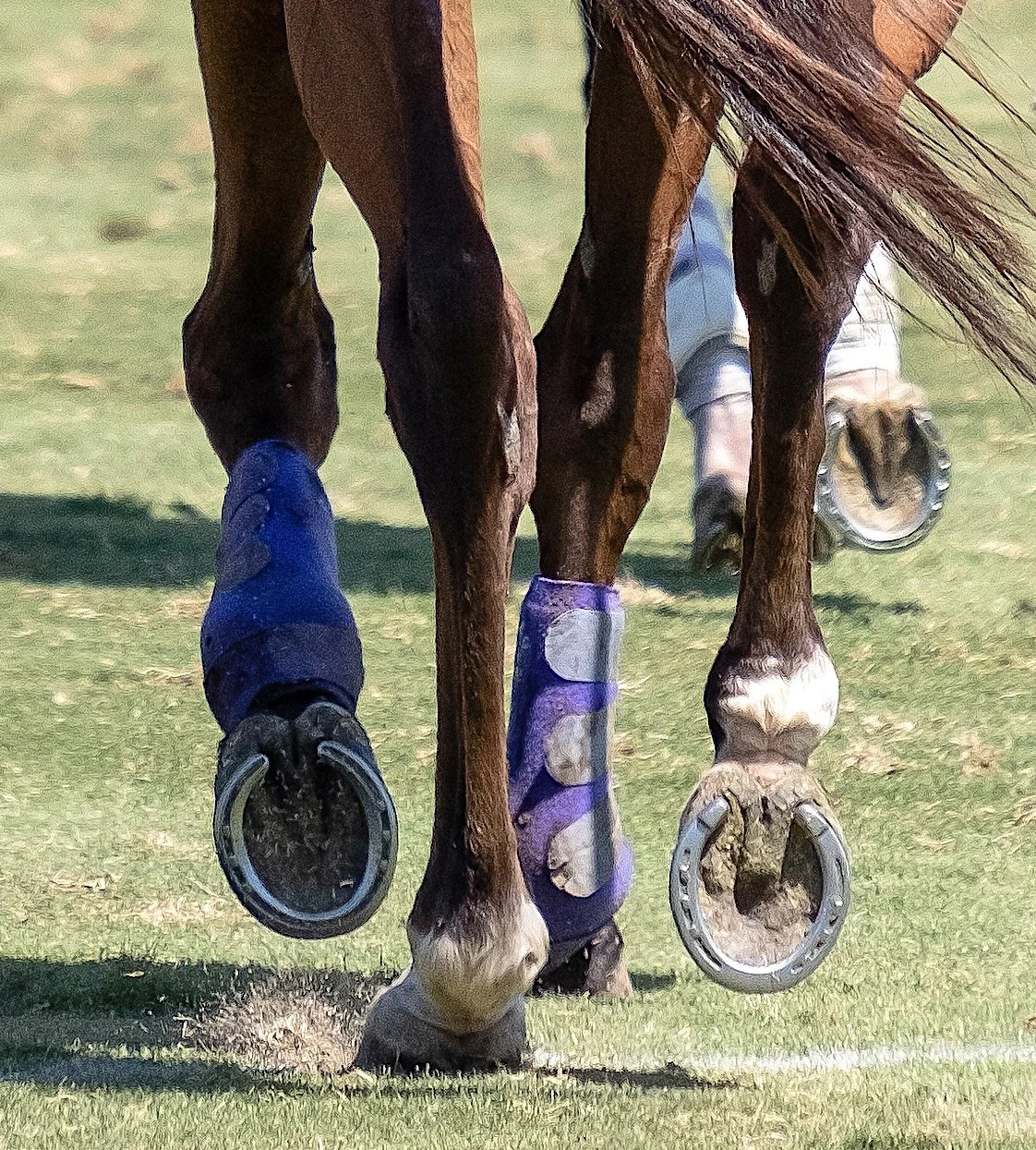 Hooves and shoes copy 2.jpg