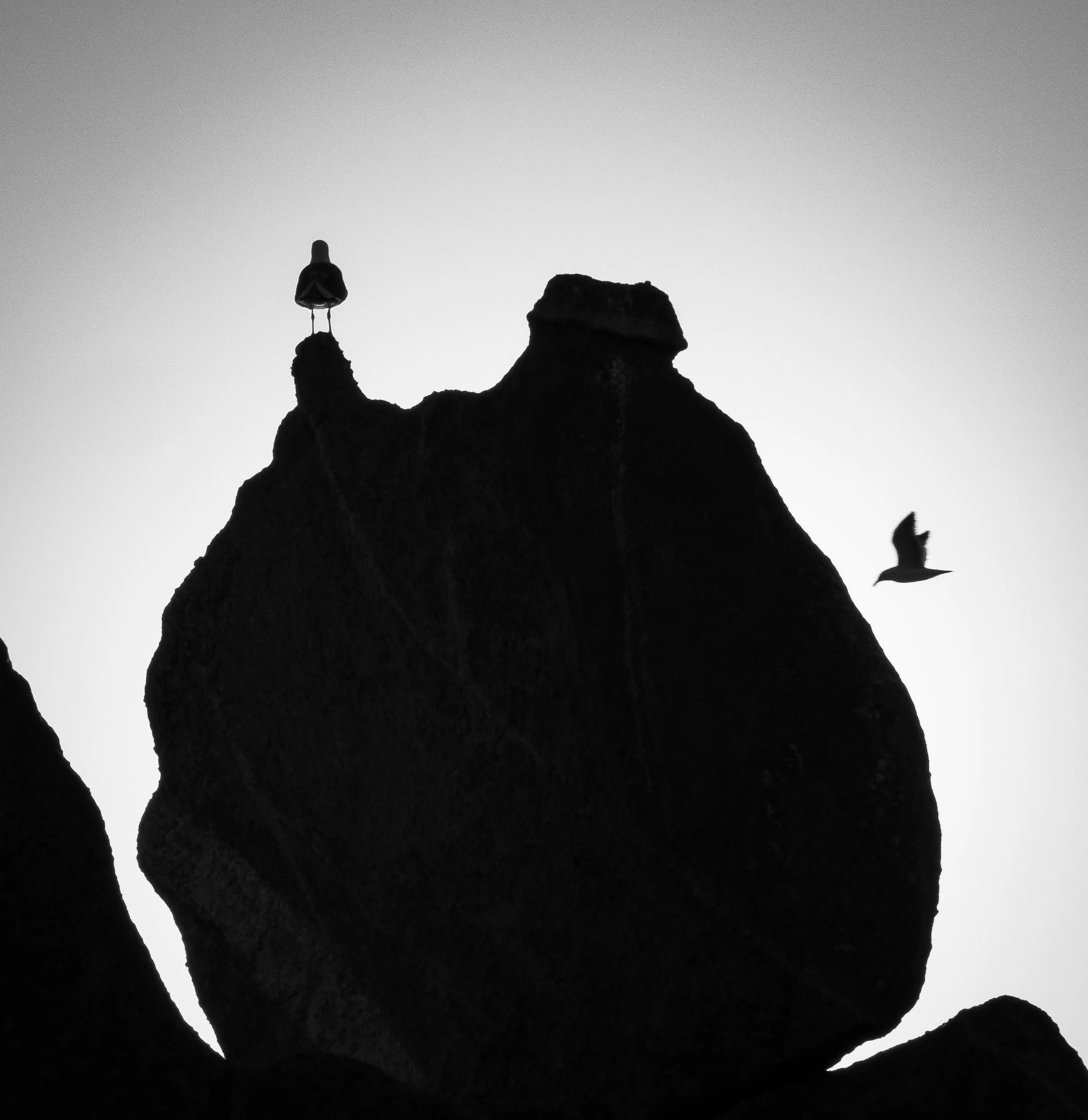Seagulls rock silhouette bnw.jpg