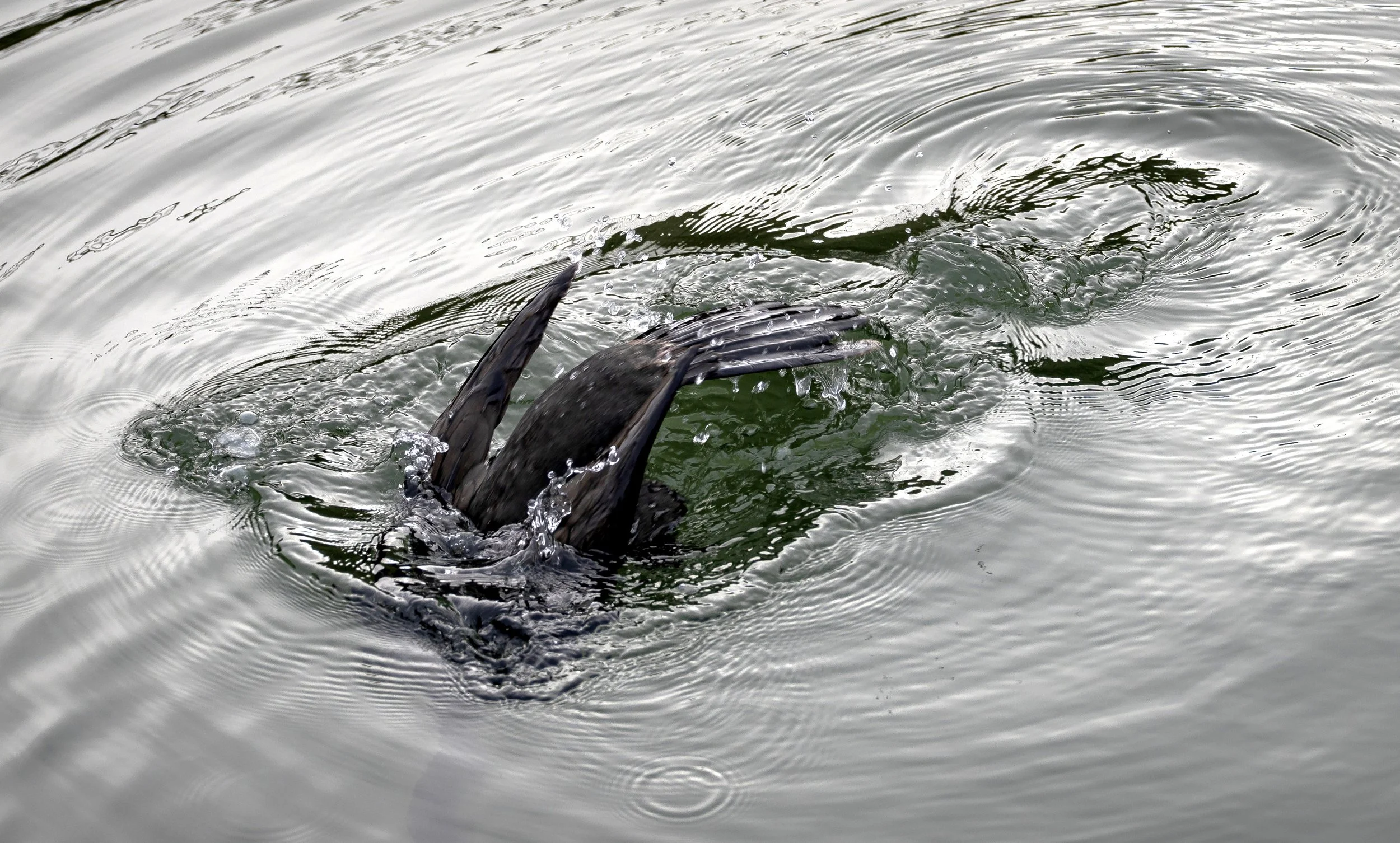 Bird diving into water color.jpg