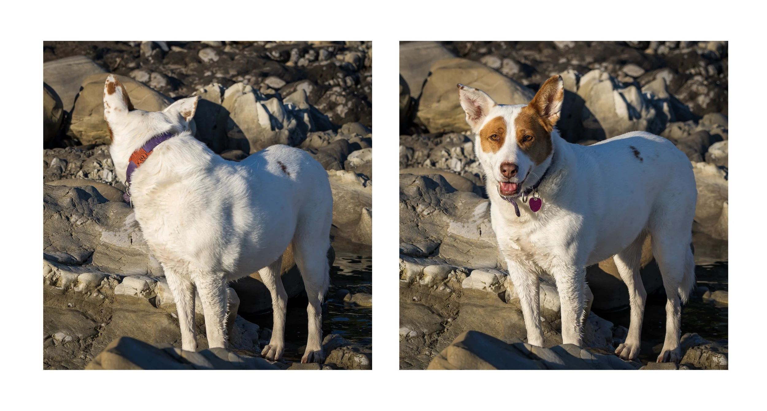 Dog looking back and facing diptych.jpg