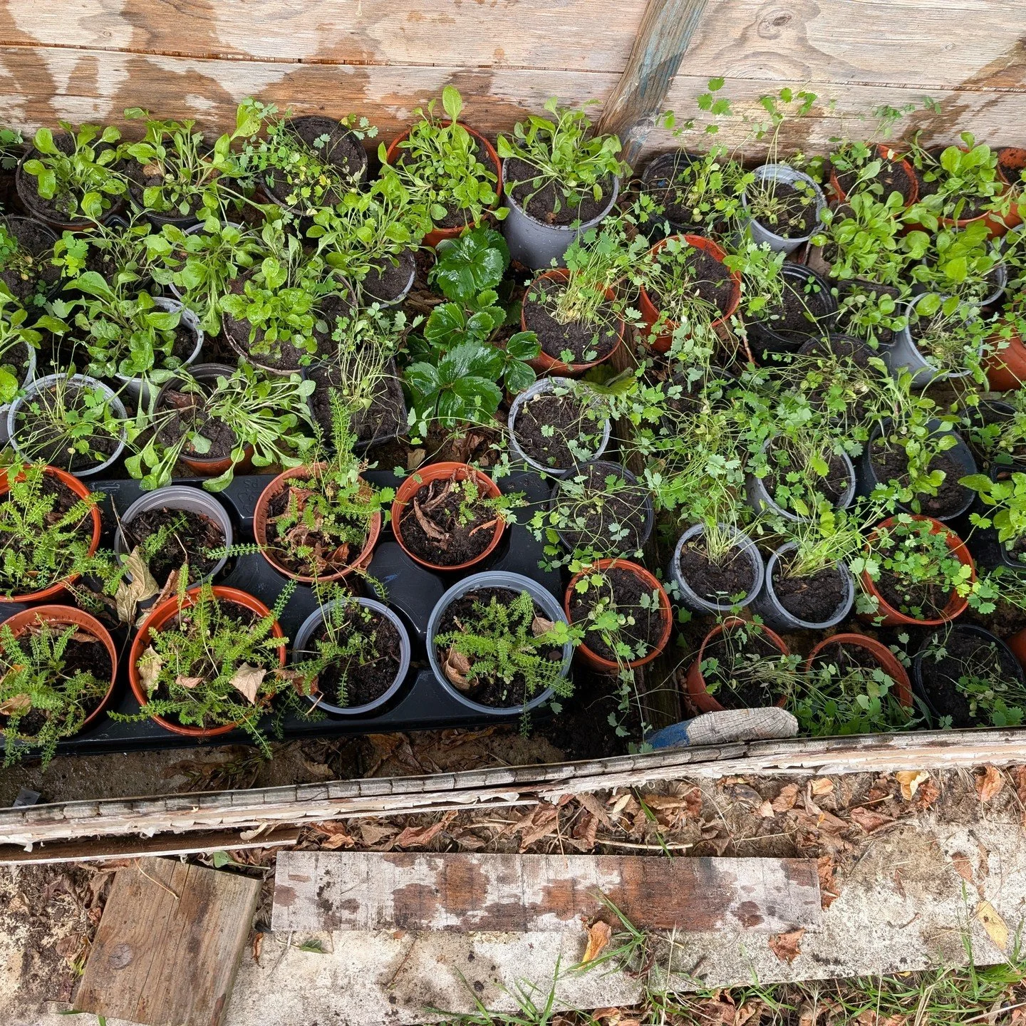 With big thanks to the lovely volunteers at the Englefield Green Hub's Gardening Club, we have potted up a huge number of the wild flower seedlings we are growing on to plant on the Green next year. They will live happily in the hub's cold frame unti