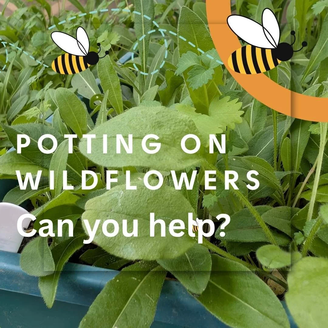 Call for volunteers: Sat 25 October, 
10-12, The Hub, Englefield Green,
In the summer, The Englefield Green Team collected seeds from the wildflowers on the green, and grew them in trays of locally sourced soil. Now the little plants are getting too 