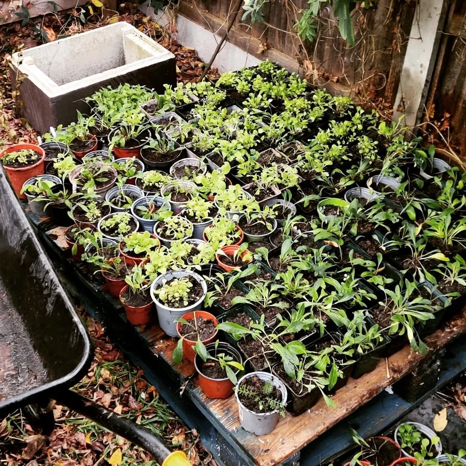 oday at the hub we potted up another hundred or so pots of wildflowers for our growing nursery. Campion, knapweed and burnet for the Village green, with some fox gloves to plant on Blays lane.

Thanks to everyone who took part! It was a really good j