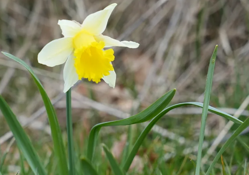 Wild daffodils for Englefield Green!&nbsp;