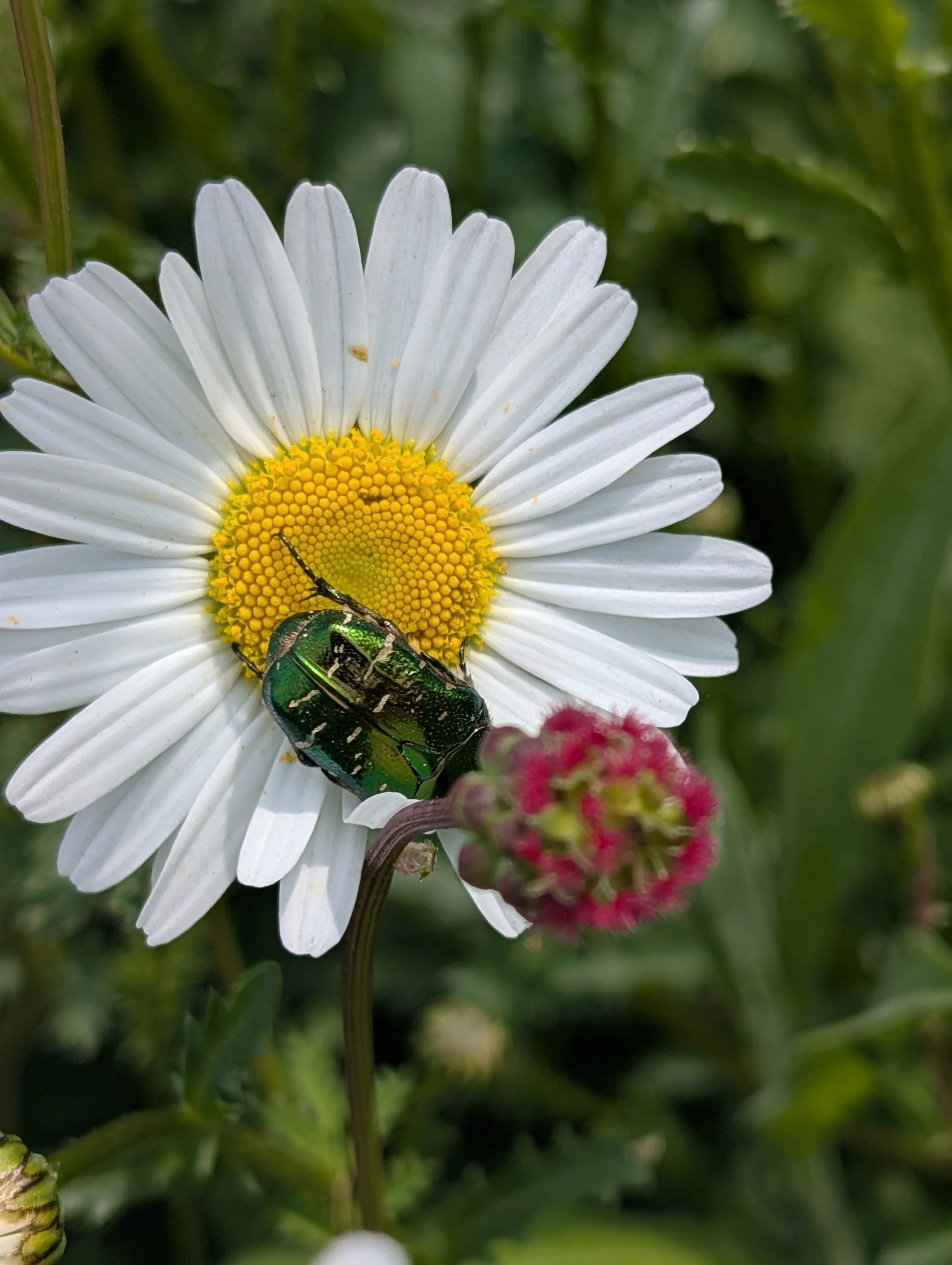 Cutting back the wildflowers on the Green