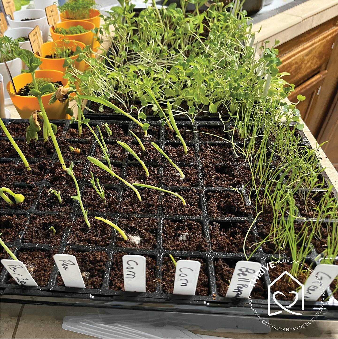 🌱 Spring has sprung at THRIVE! Our green thumbs are hard at work nurturing seedlings that will soon bring life and color to our community gardens. Watch these tiny plants grow into something amazing! 

#CommunityGarden #SpringPlanting #GrowWithUs #T