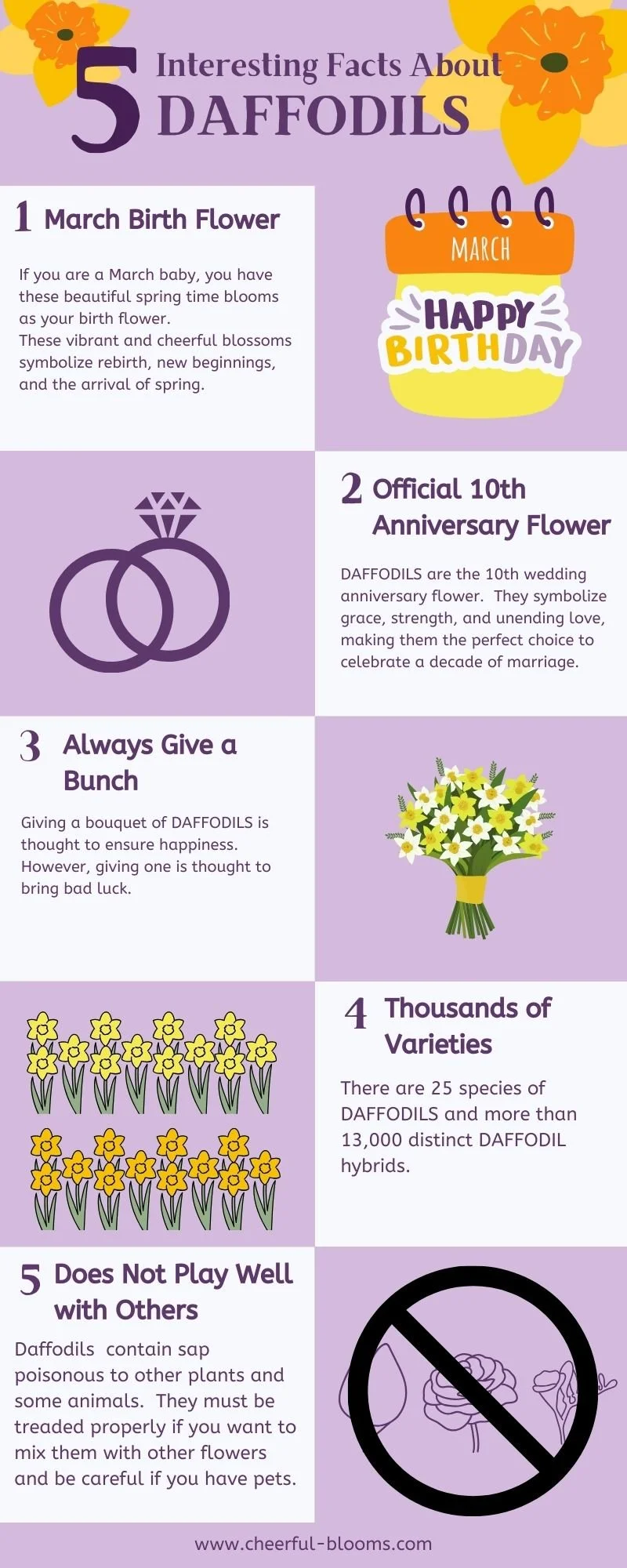 5 Interesting Facts About Daffodils — Cheerful Blooms