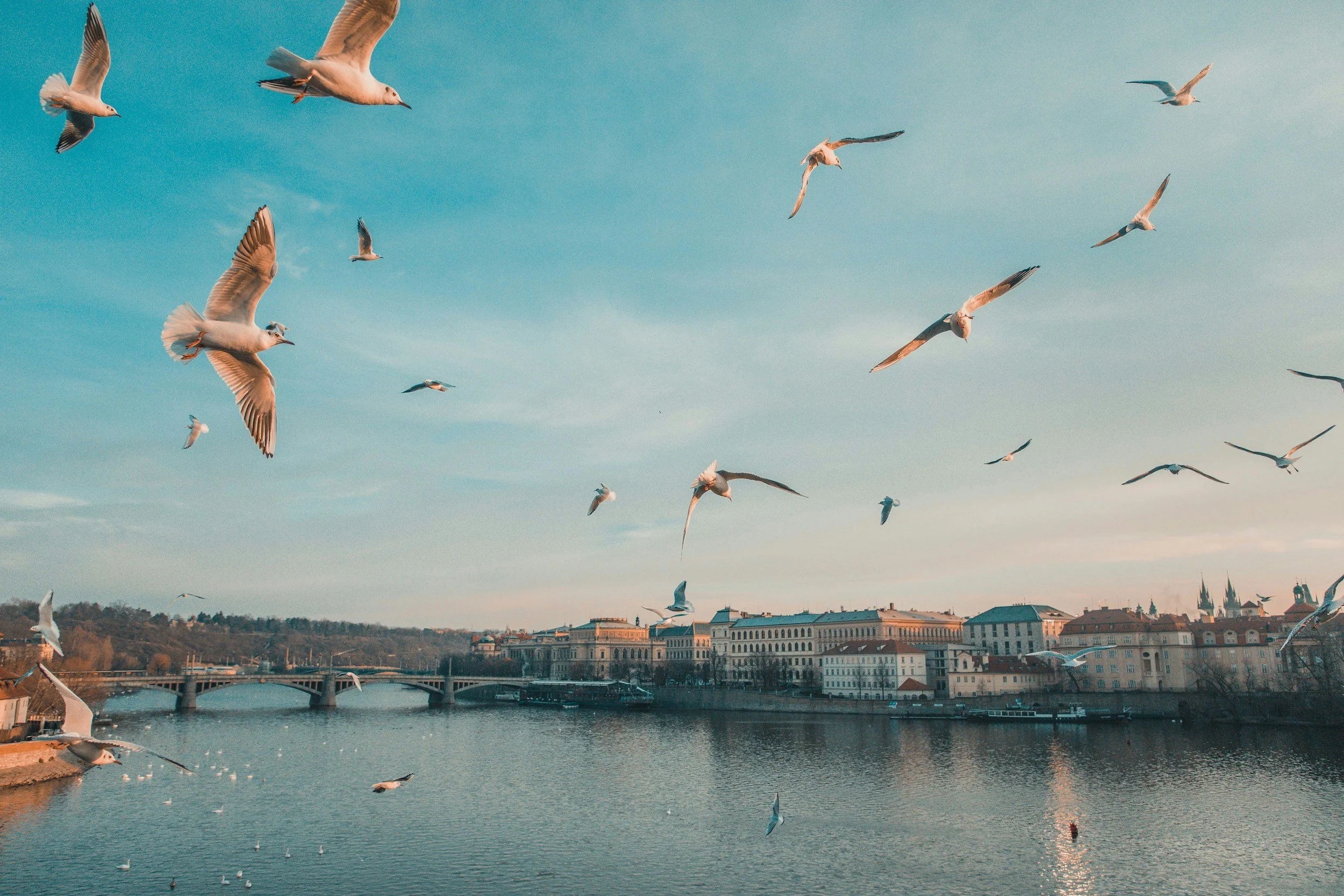 Seagulls flying over the Vltava River in central Prague at sunset, with bridges and historic buildings in the background